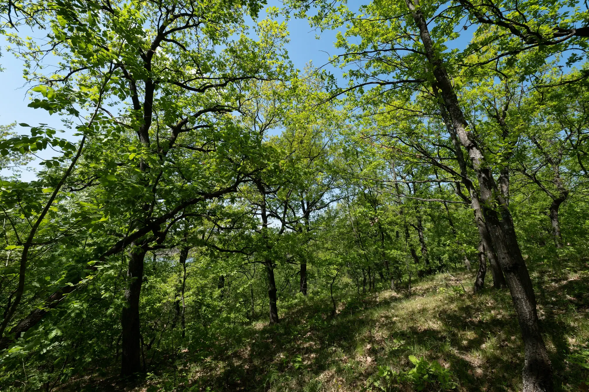 68.678 m2 Bosgrond in de regio Vidin - Bulgarije