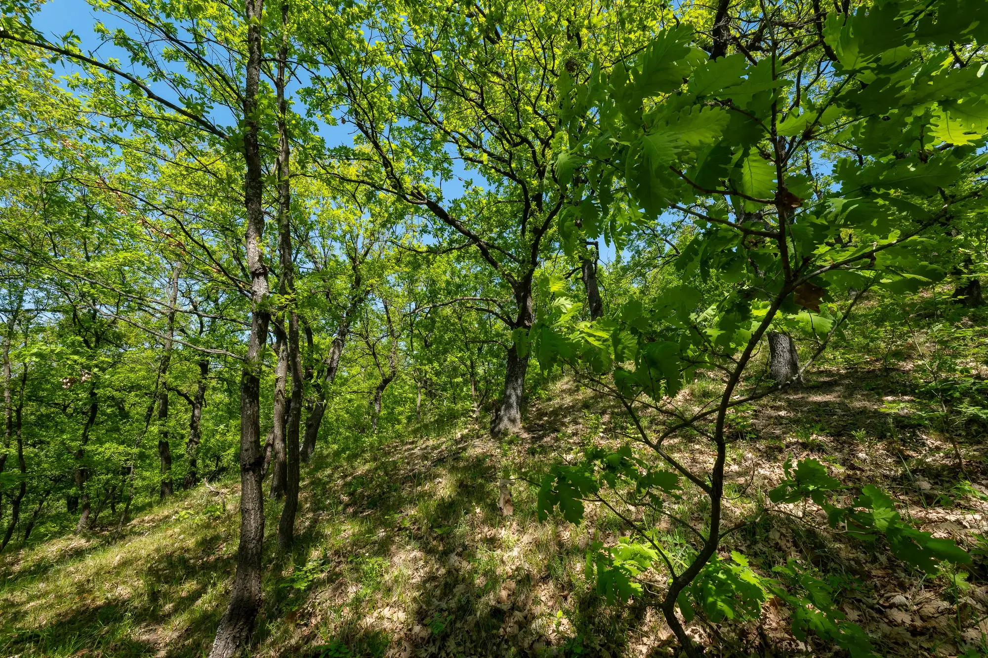 68.678 m2 Bosgrond in de regio Vidin - Bulgarije