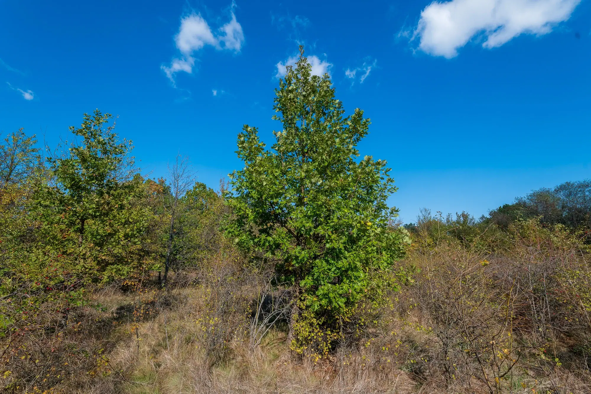 26.055 m² bosgrond - Rakovitsa, Vidin - Bulgarije