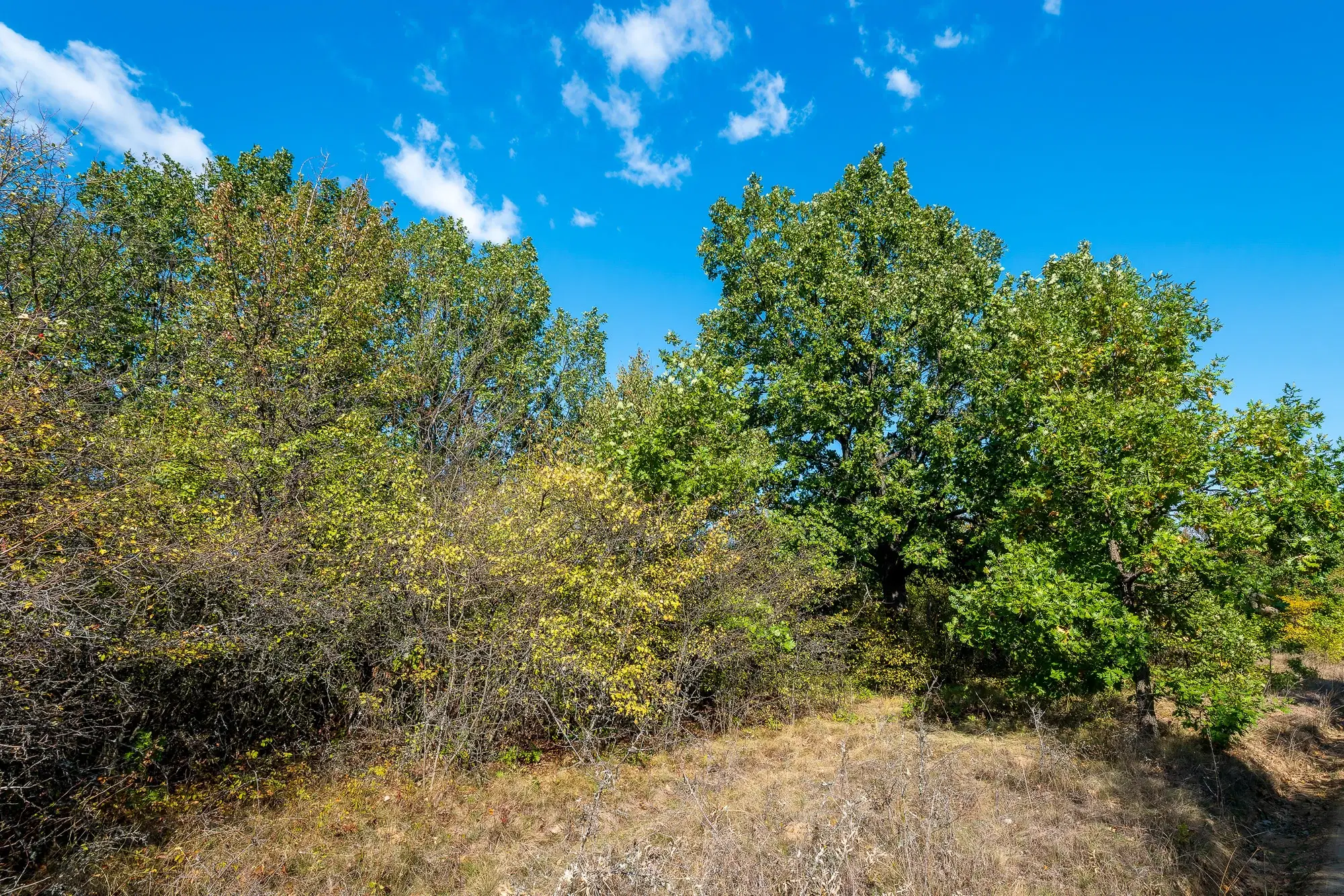 26.055 m² bosgrond - Rakovitsa, Vidin - Bulgarije