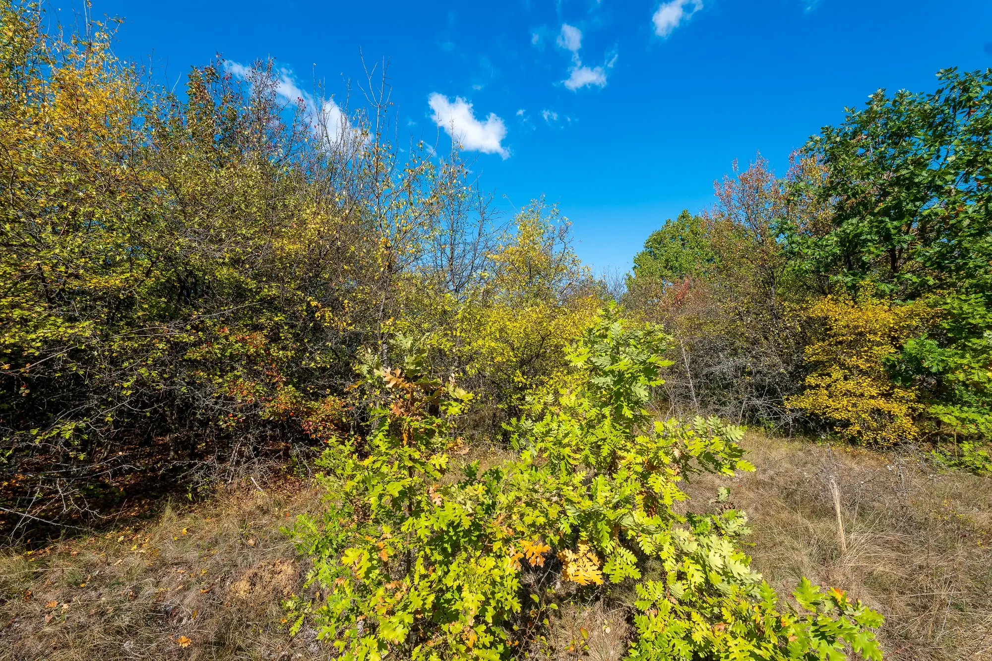 26.055 m² bosgrond - Rakovitsa, Vidin - Bulgarije