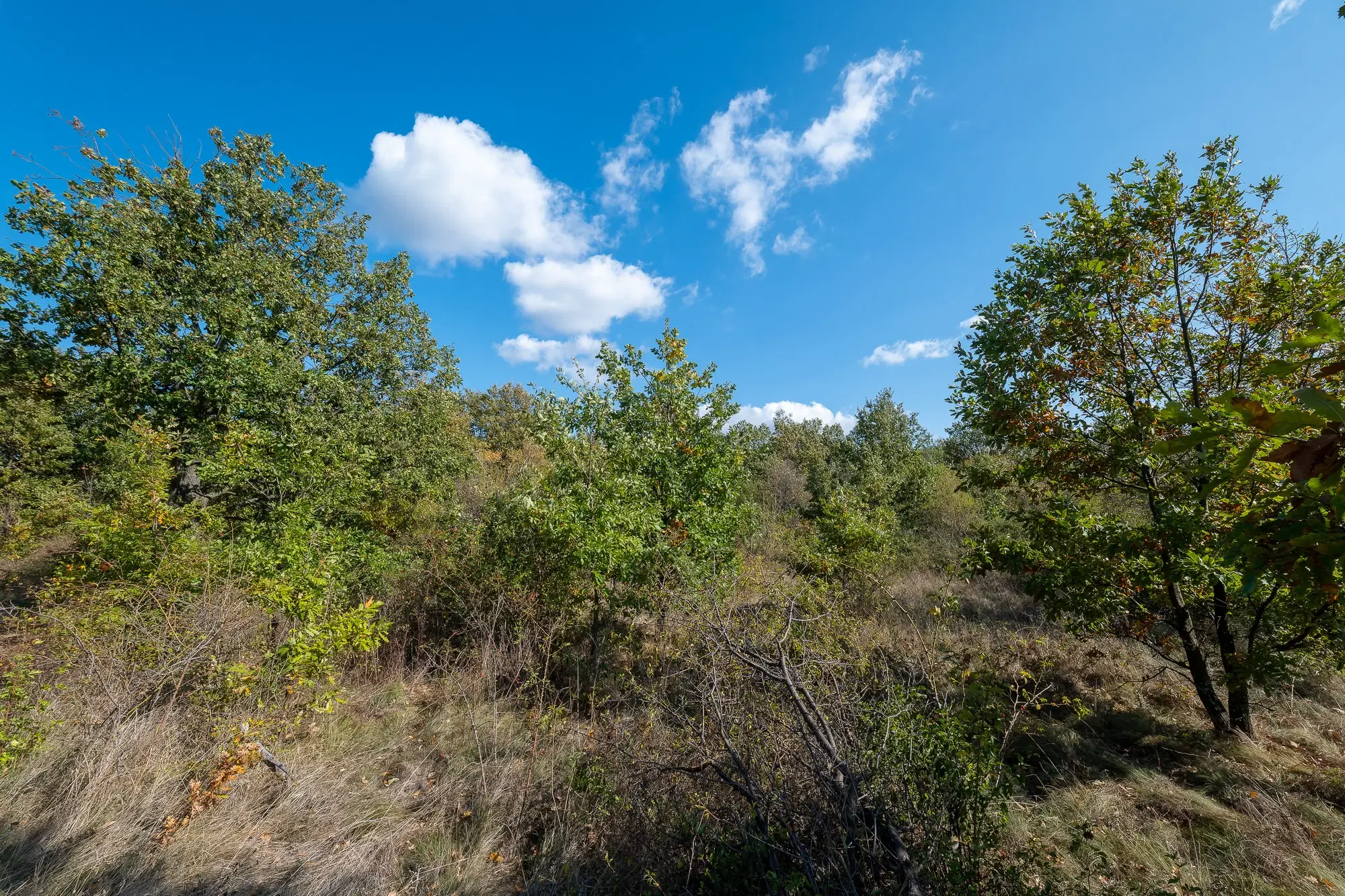 26.055 m² bosgrond - Rakovitsa, Vidin - Bulgarije