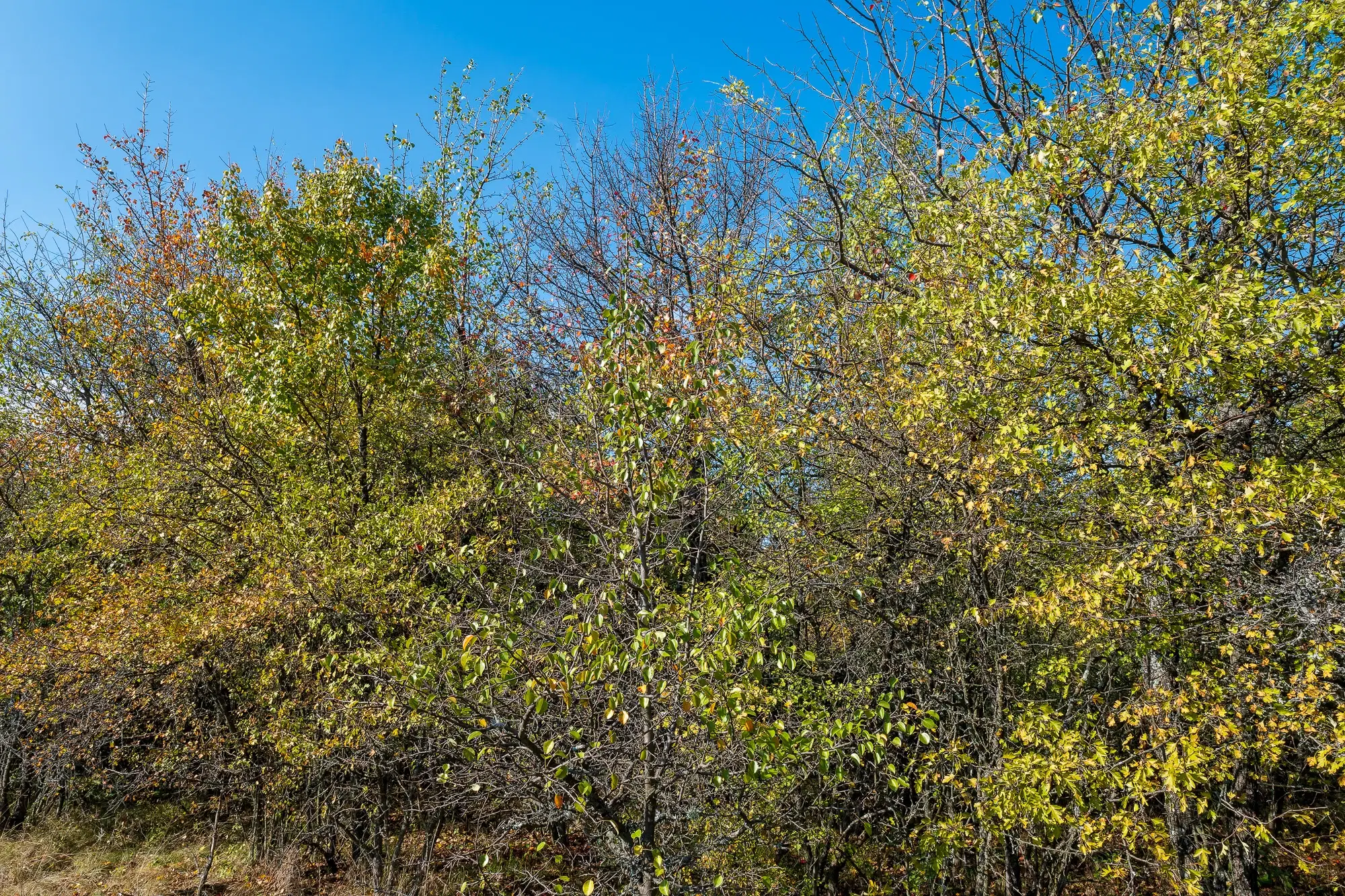 26.055 m² bosgrond - Rakovitsa, Vidin - Bulgarije