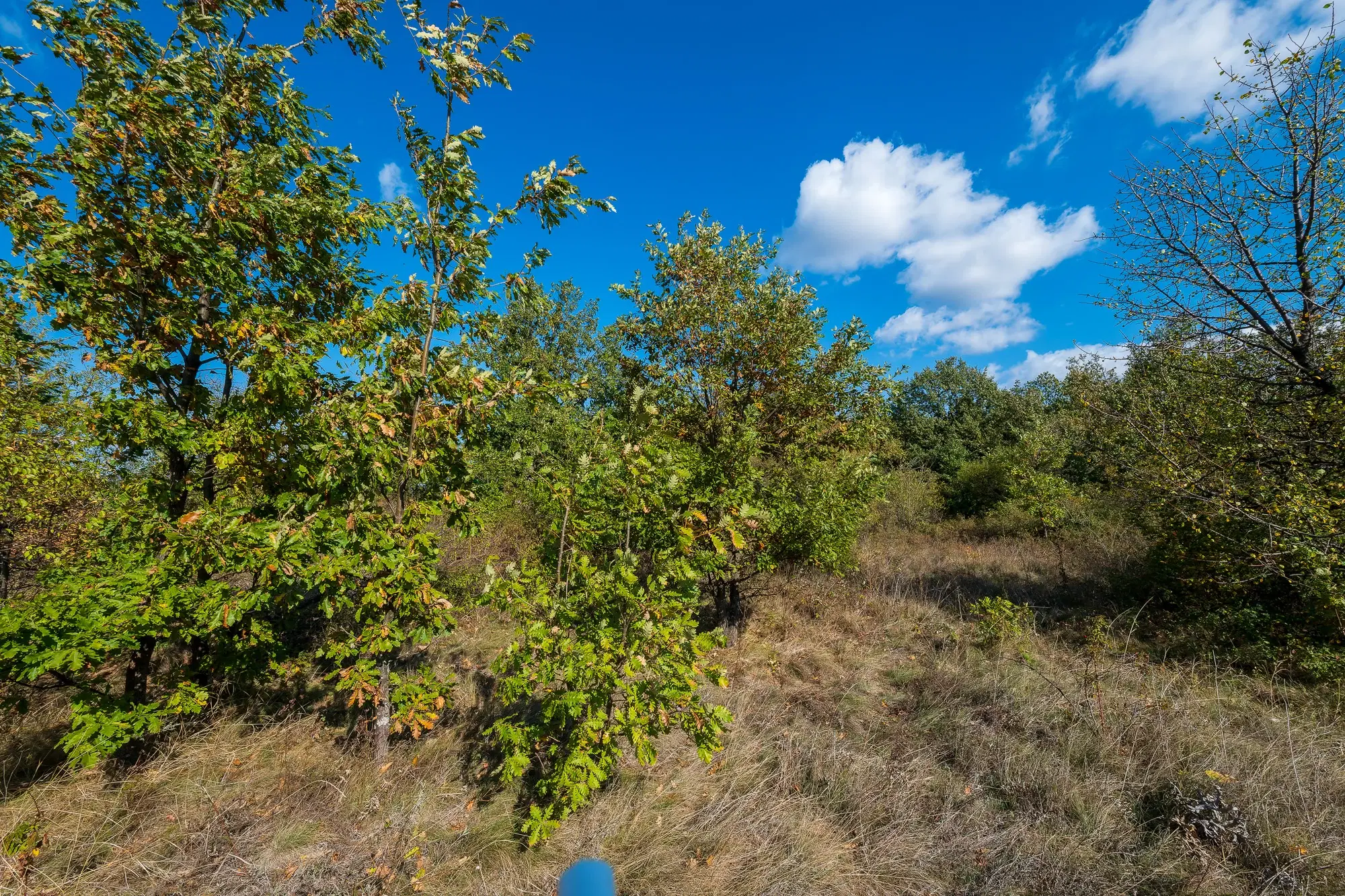 26.055 m² bosgrond - Rakovitsa, Vidin - Bulgarije