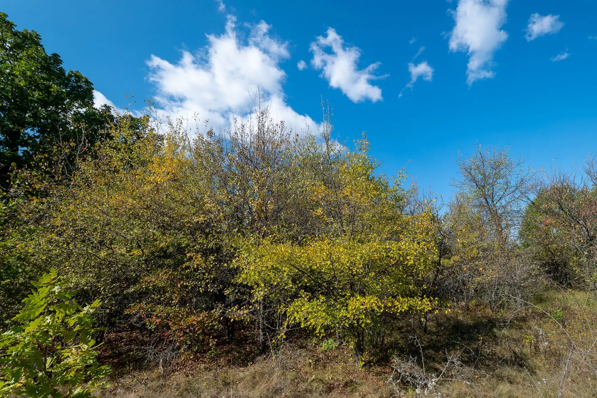 26.055 m² bosgrond - Rakovitsa, Vidin - Bulgarije