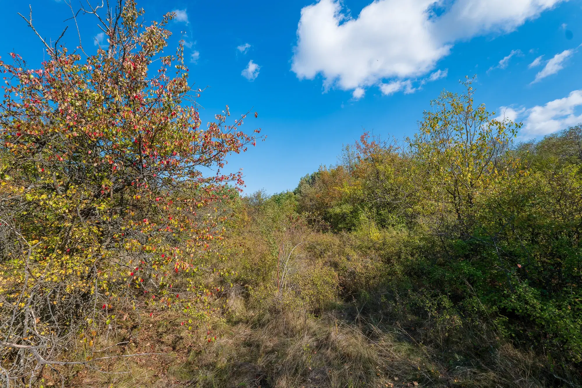 26.055 m² bosgrond - Rakovitsa, Vidin - Bulgarije