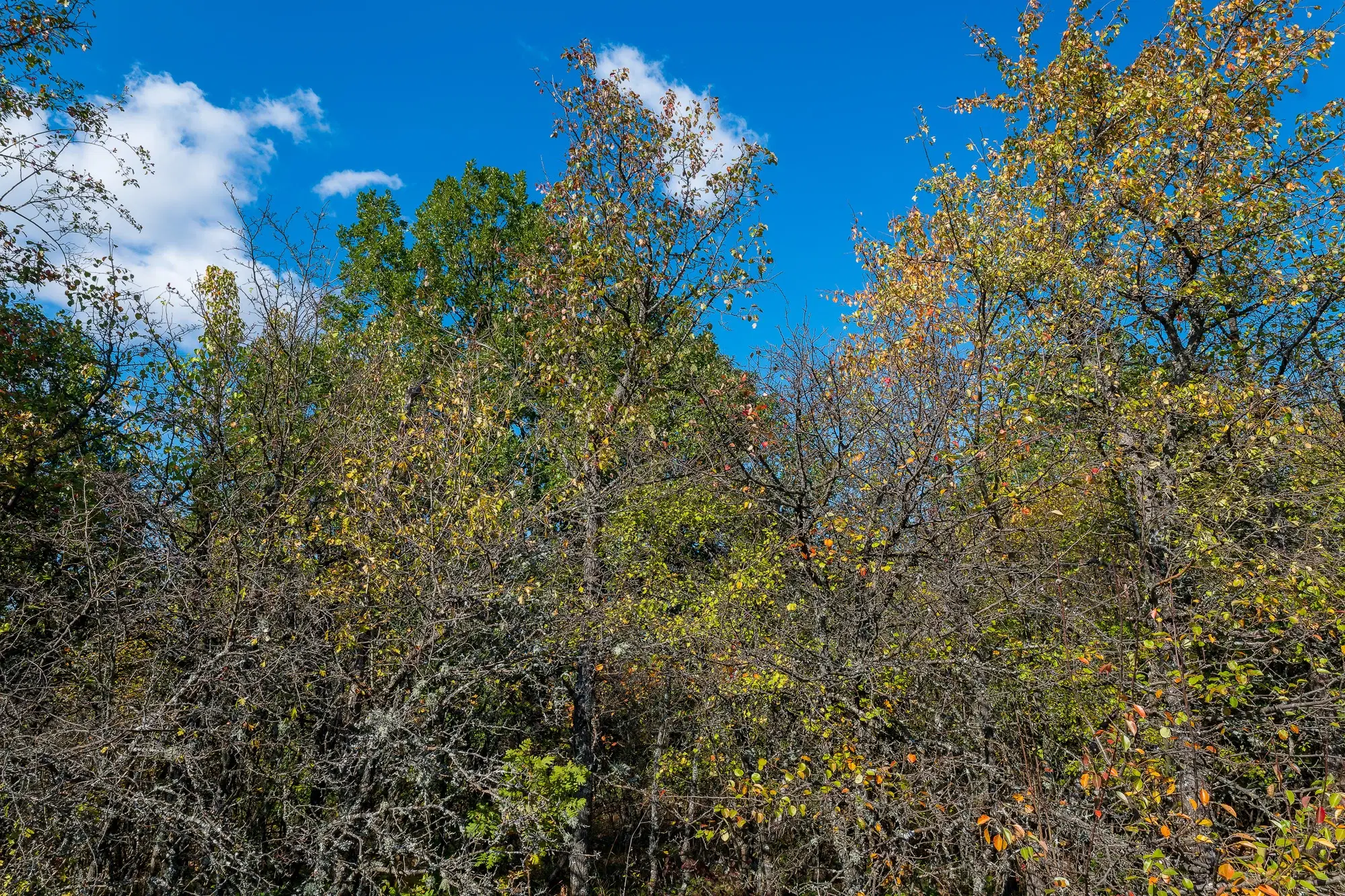 26.055 m² bosgrond - Rakovitsa, Vidin - Bulgarije