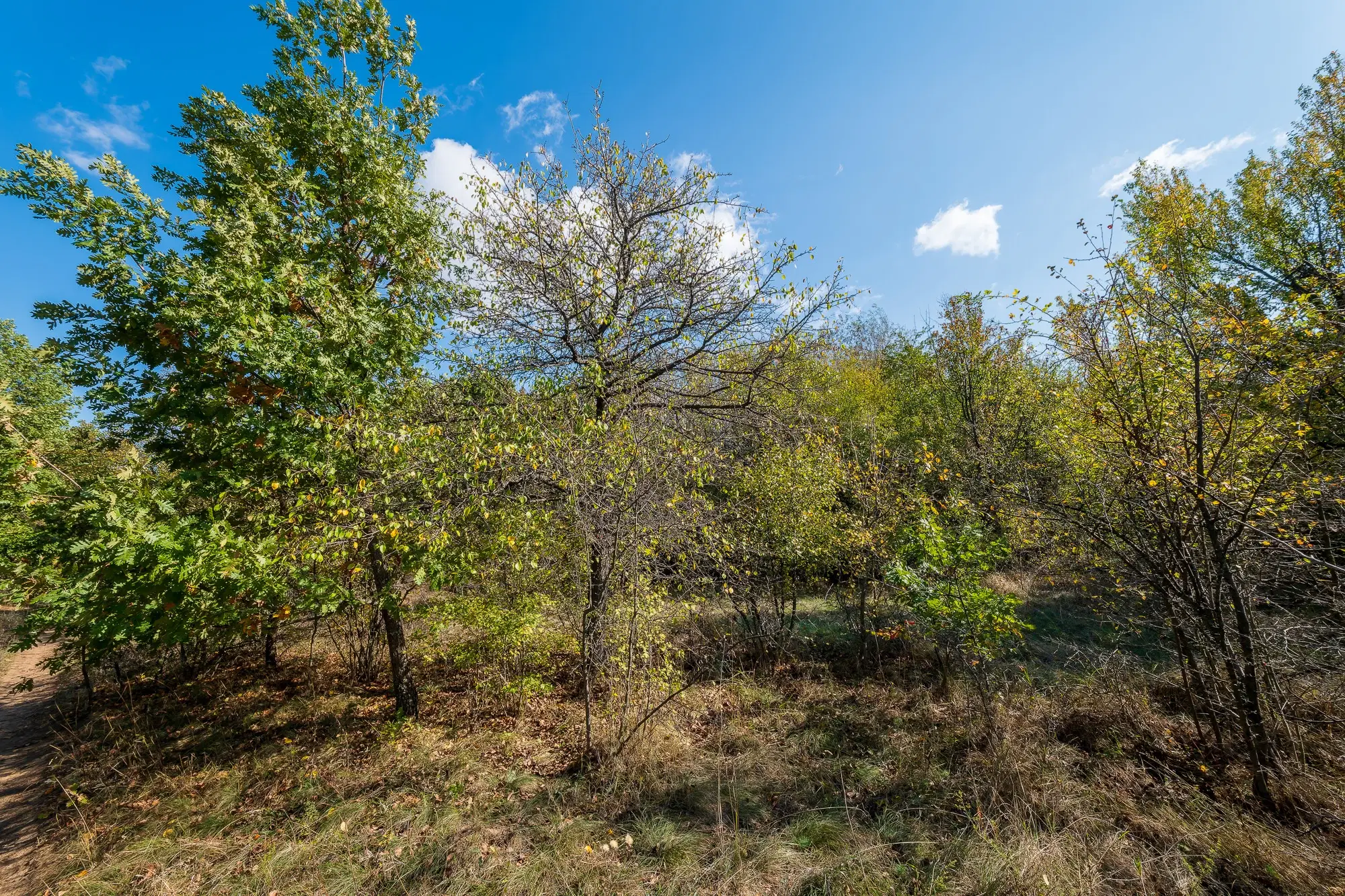 26.055 m² bosgrond - Rakovitsa, Vidin - Bulgarije