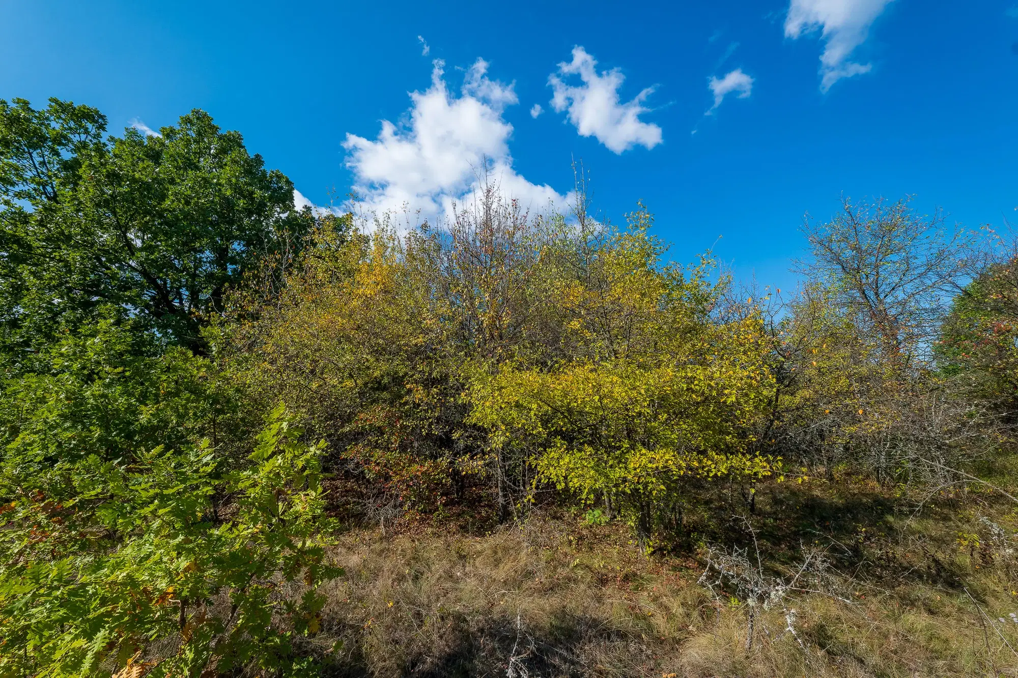 26.055 m² bosgrond - Rakovitsa, Vidin - Bulgarije