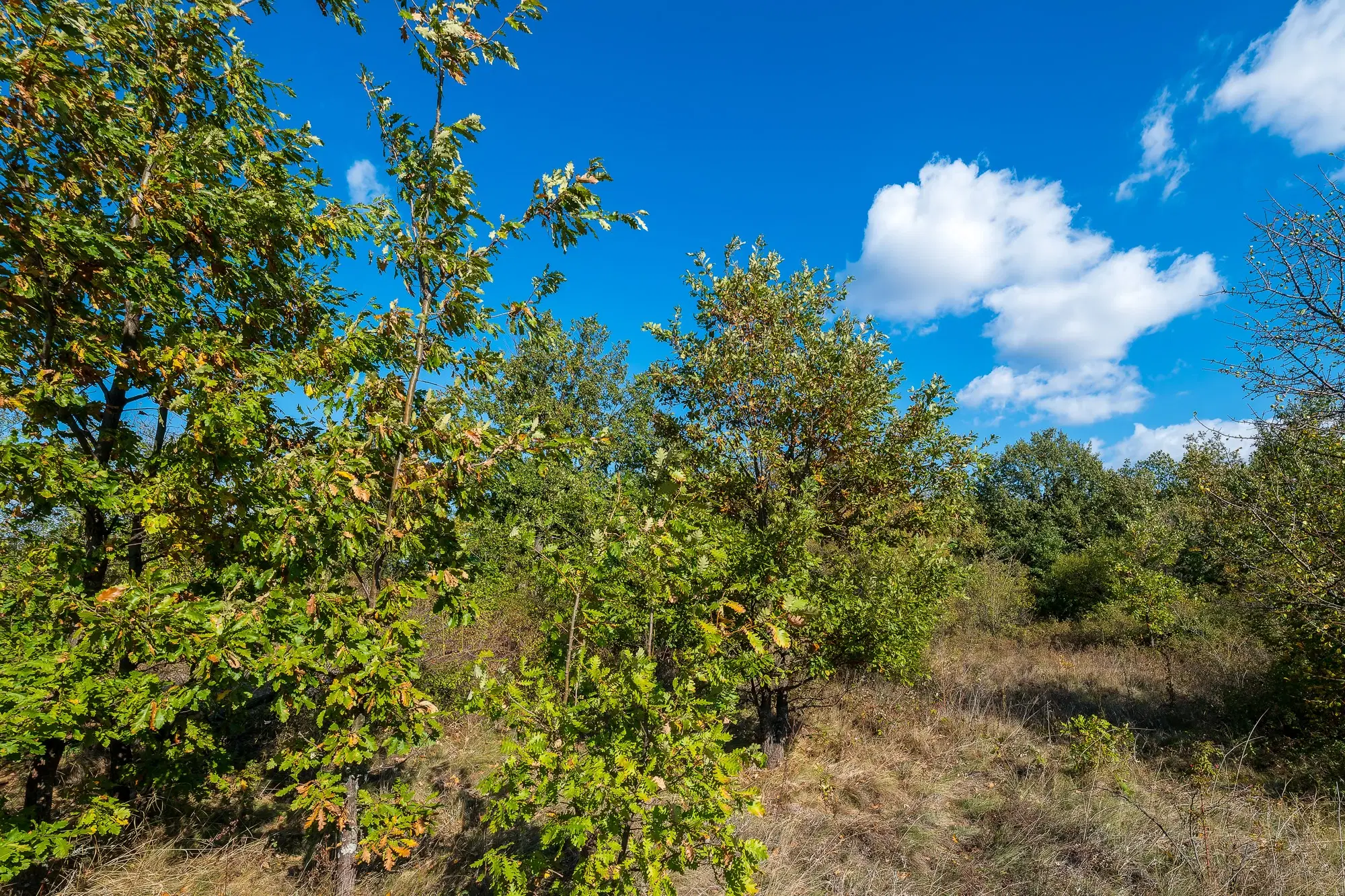 26.055 m² bosgrond - Rakovitsa, Vidin - Bulgarije