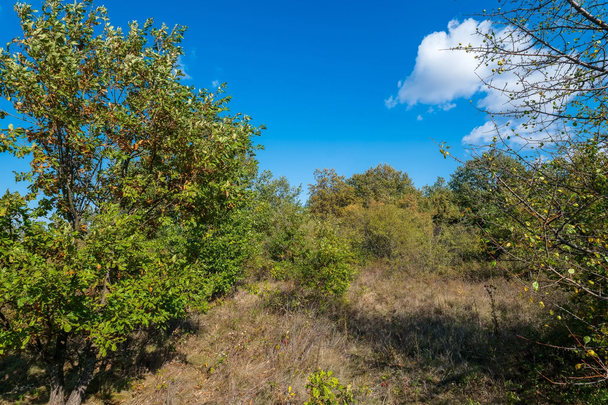 26.055 m² bosgrond - Rakovitsa, Vidin - Bulgarije