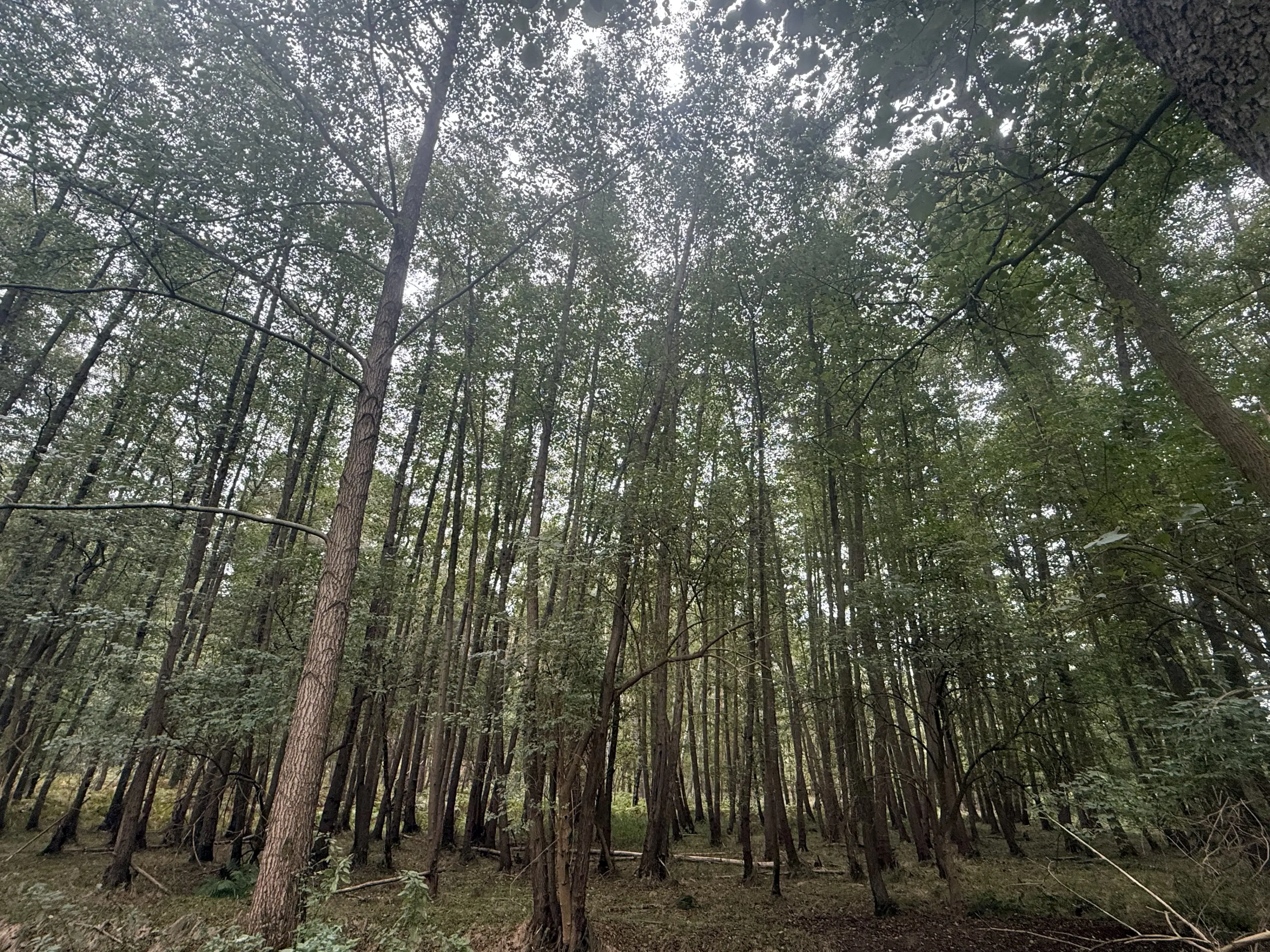 Perceel van 5.183 m² bij het water naast Bad Schmiedeberg - Duitsland