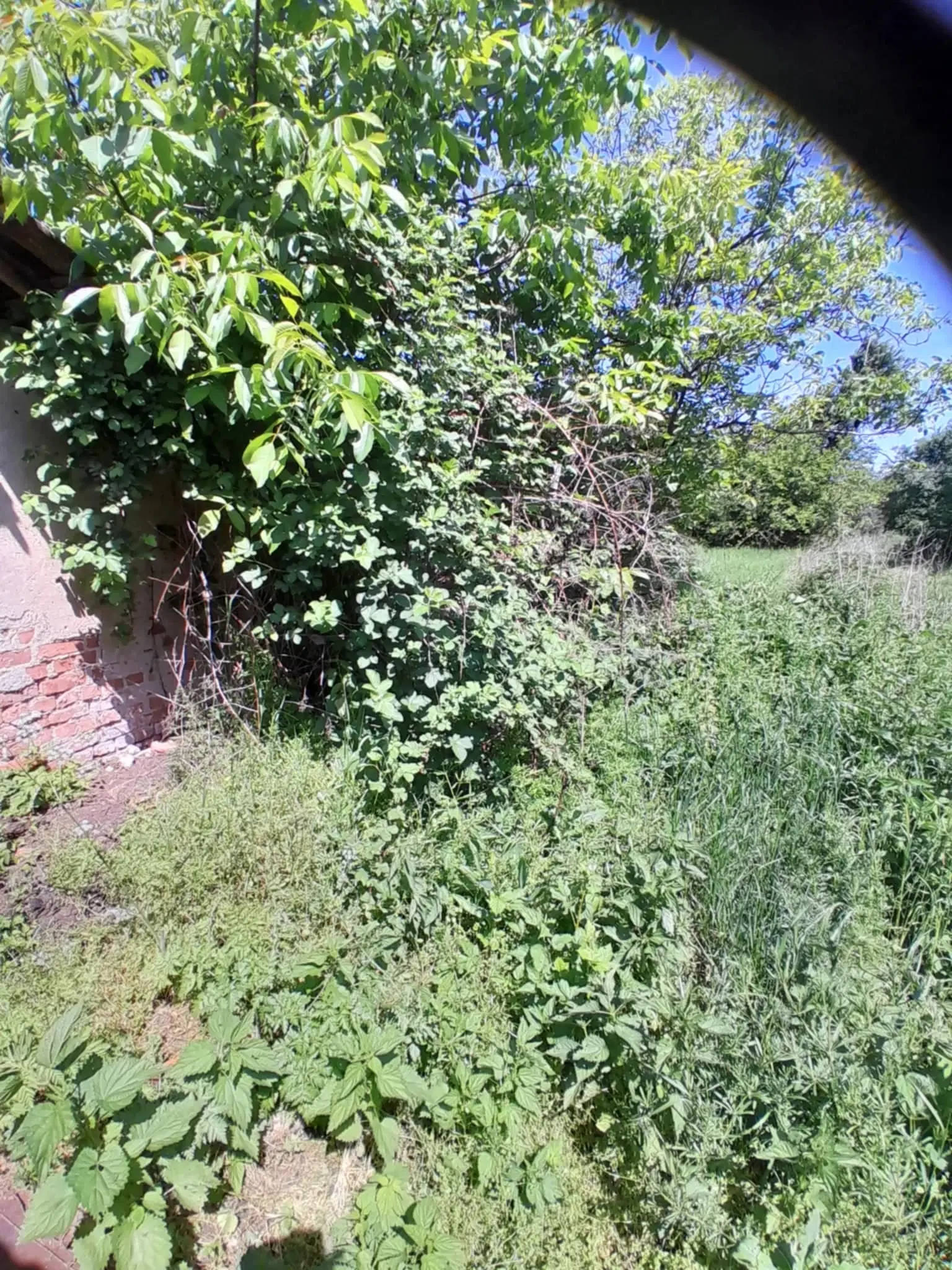 2 huizen op 2.480 m² land en bijgebouwen in Rakovitsa, Vidin - Bulgarije