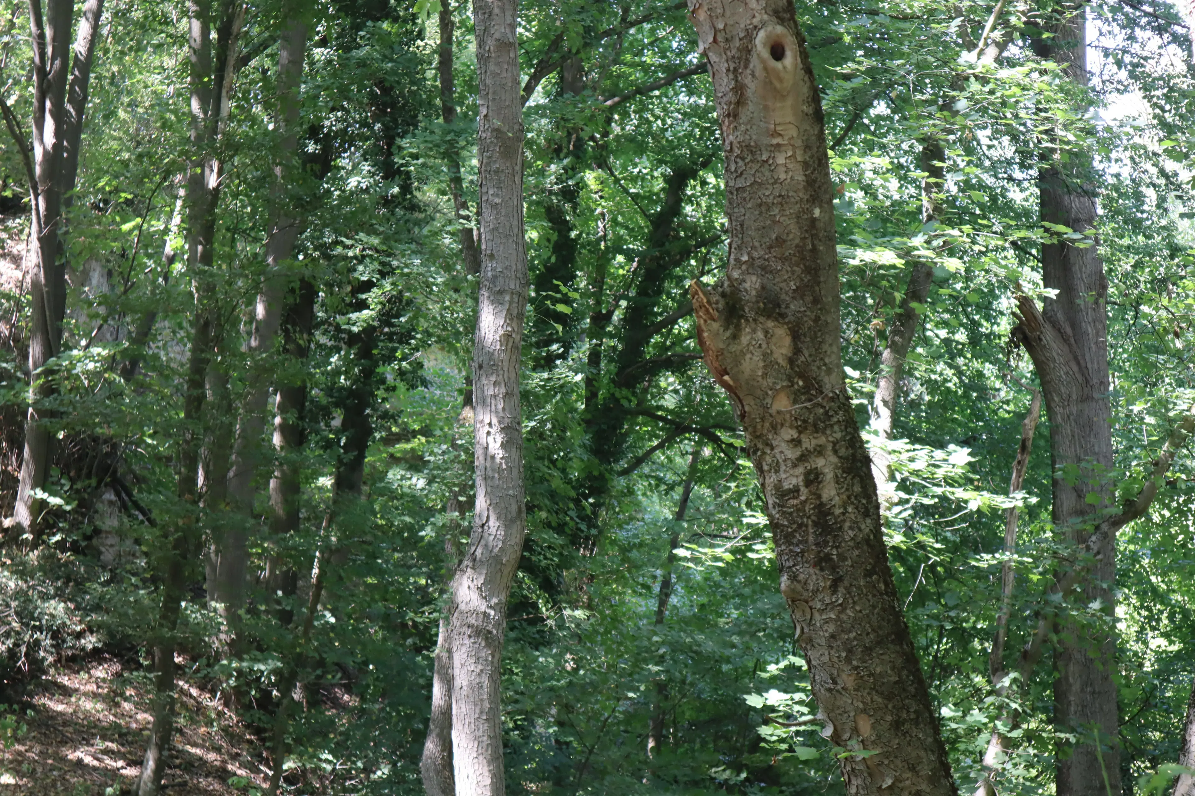 152.460 m² bosgrond in Suhindol, Veliko Tarnovo - Bulgarije