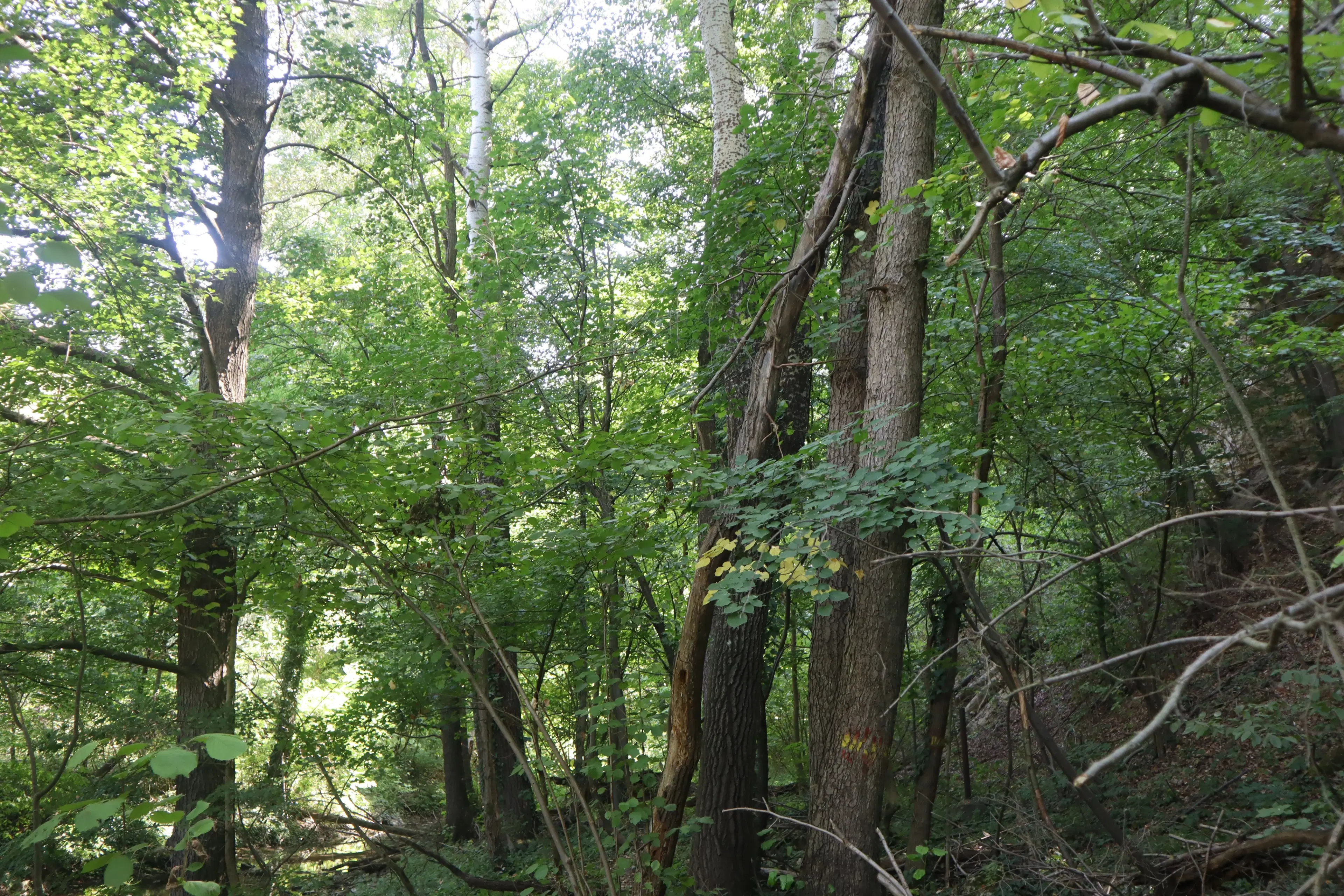 152.460 m² bosgrond in Suhindol, Veliko Tarnovo - Bulgarije