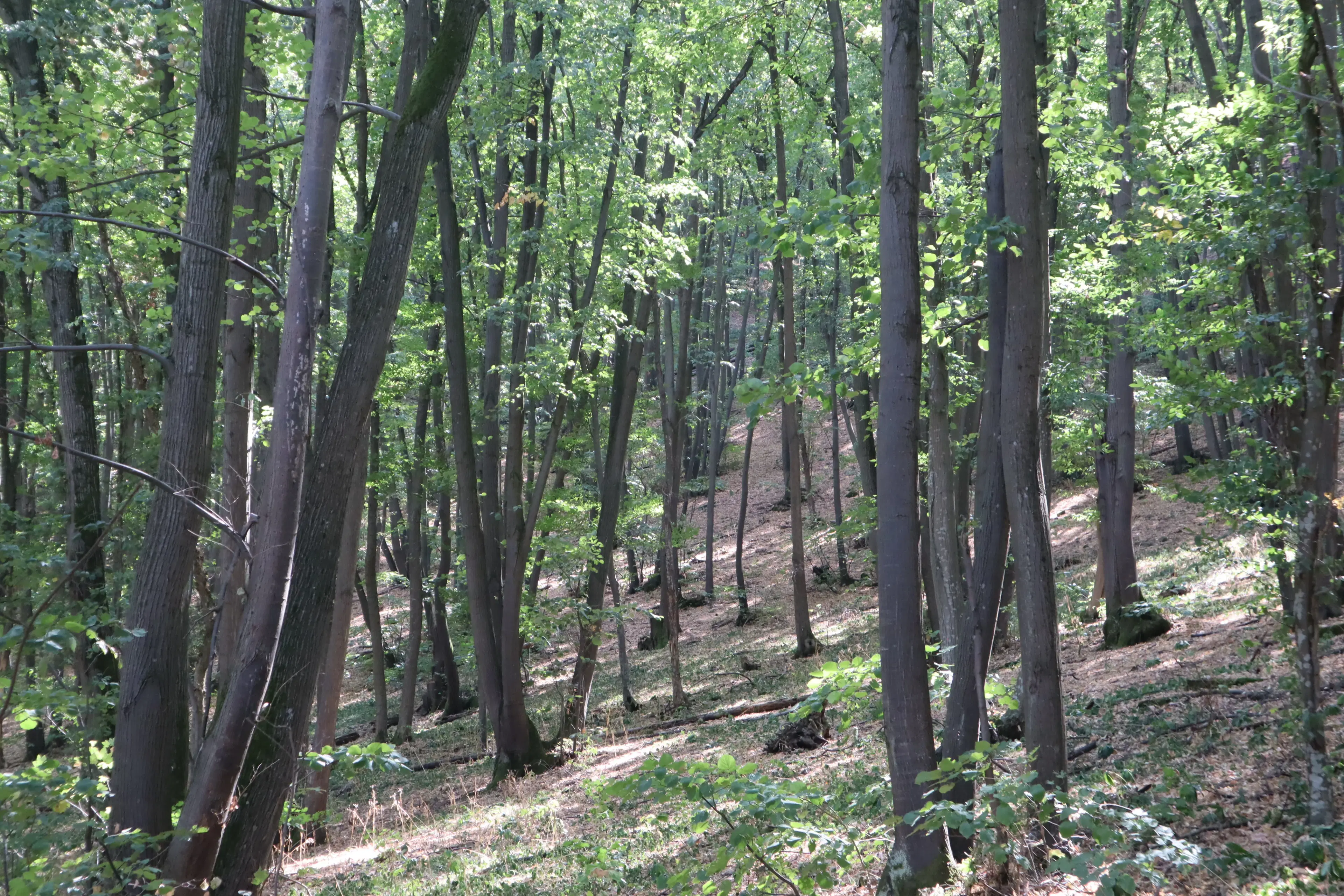 152.460 m² bosgrond in Suhindol, Veliko Tarnovo - Bulgarije