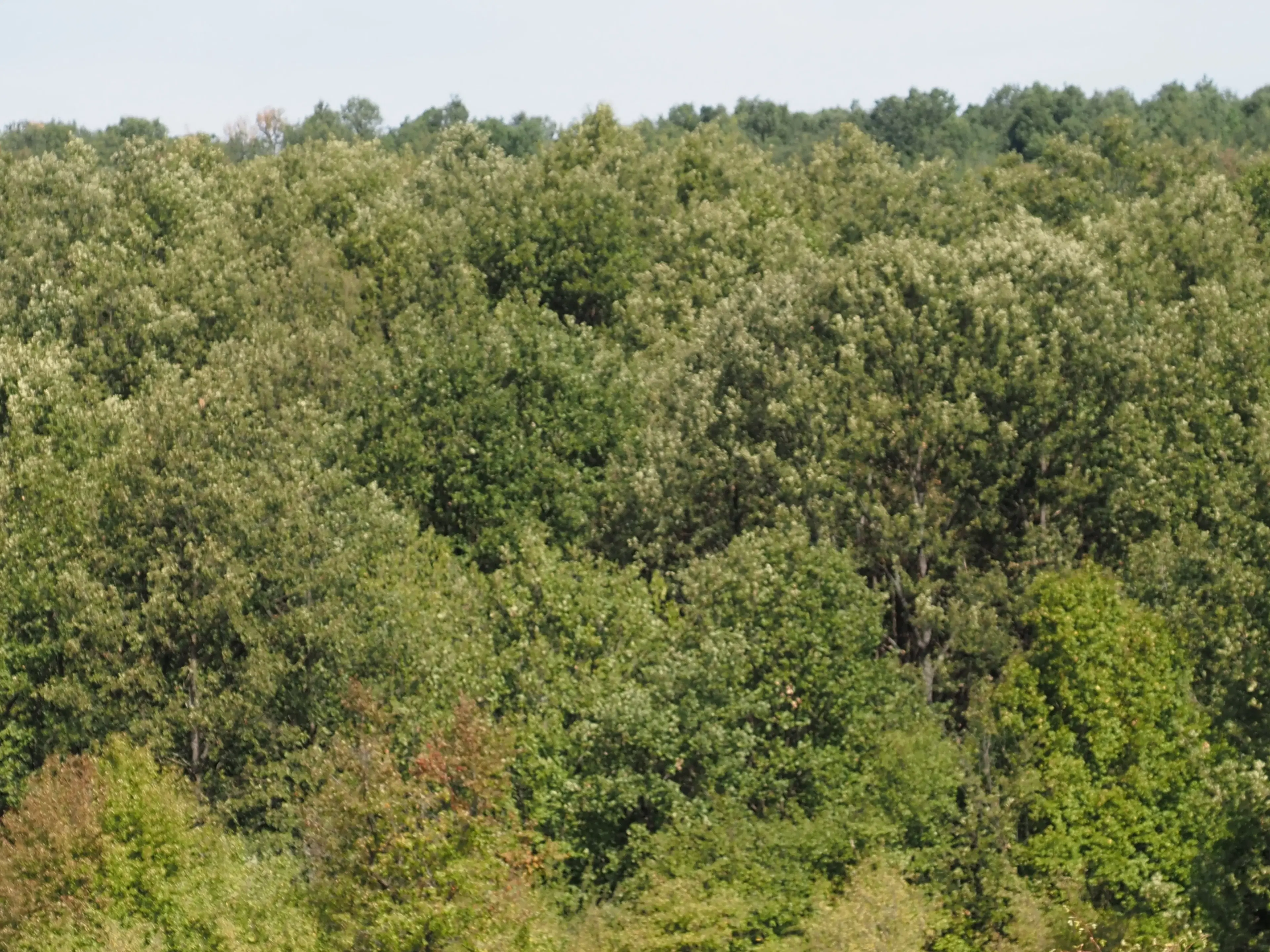 152.460 m² bosgrond in Suhindol, Veliko Tarnovo - Bulgarije