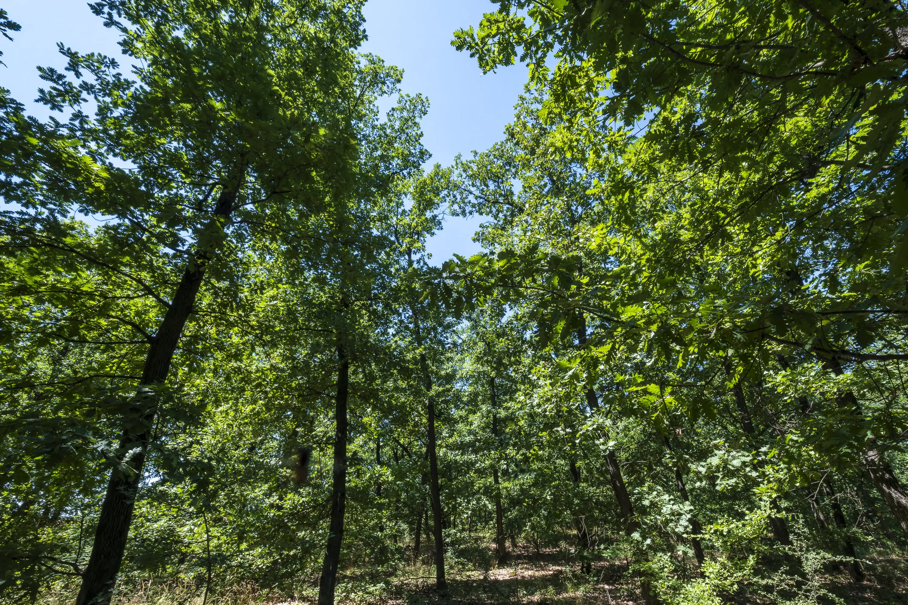 15.000 m² gemend loofbos in de regio Vidin - Bulgarije