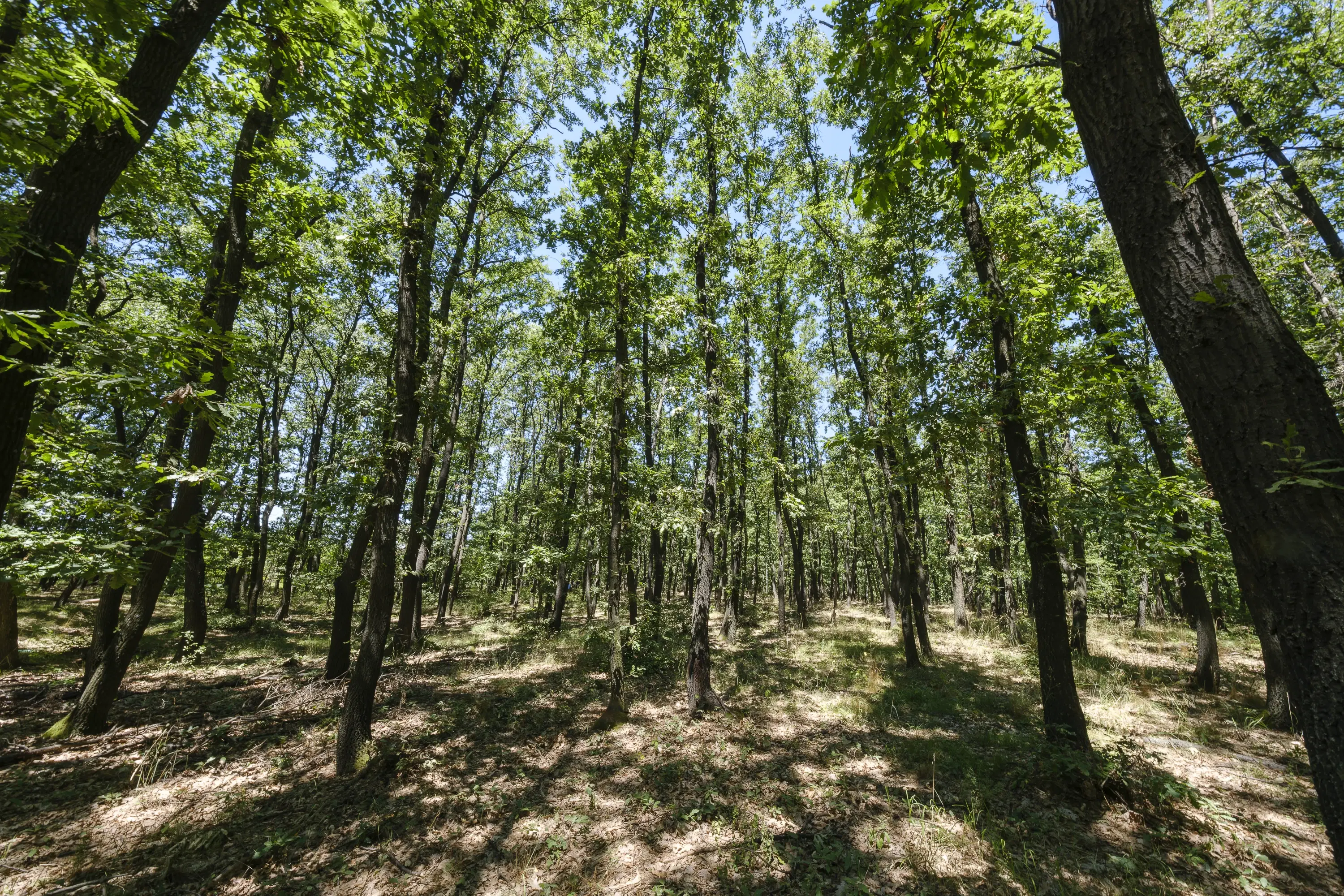 15.000 m² gemend loofbos in de regio Vidin - Bulgarije