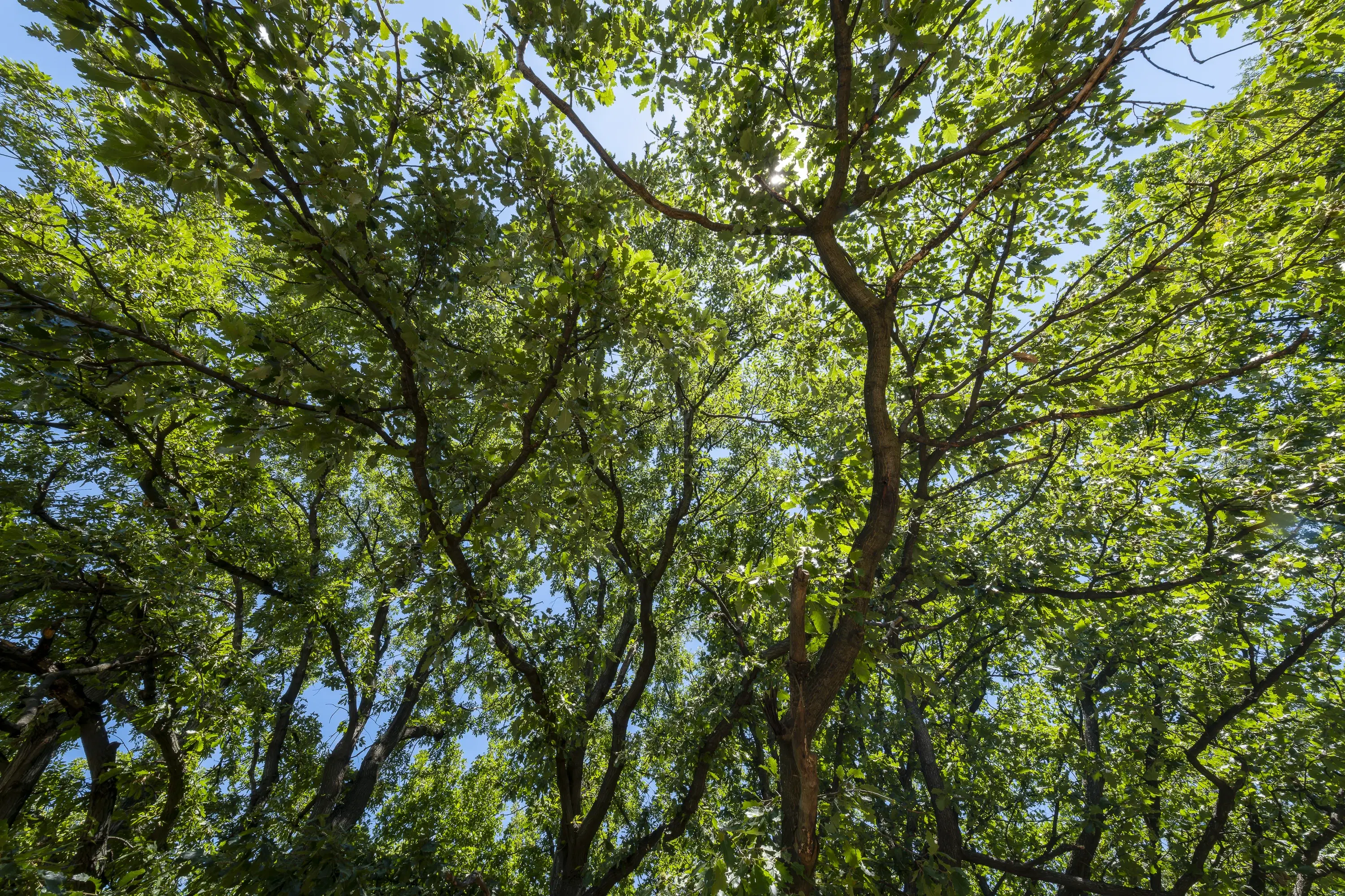 15.000 m² gemend loofbos in de regio Vidin - Bulgarije
