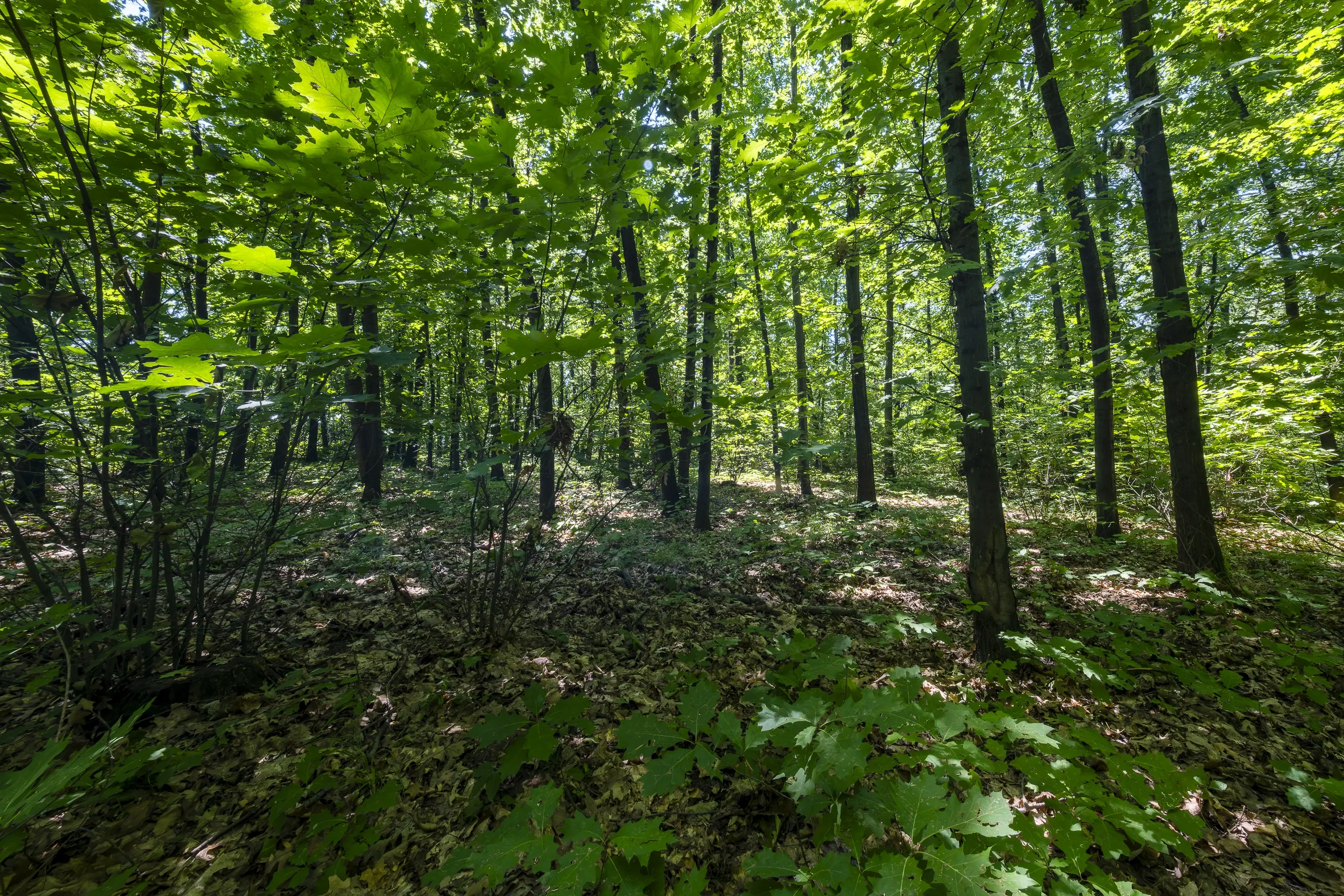 12.010 m² bosgrond in de regio Vidin - Bulgarije