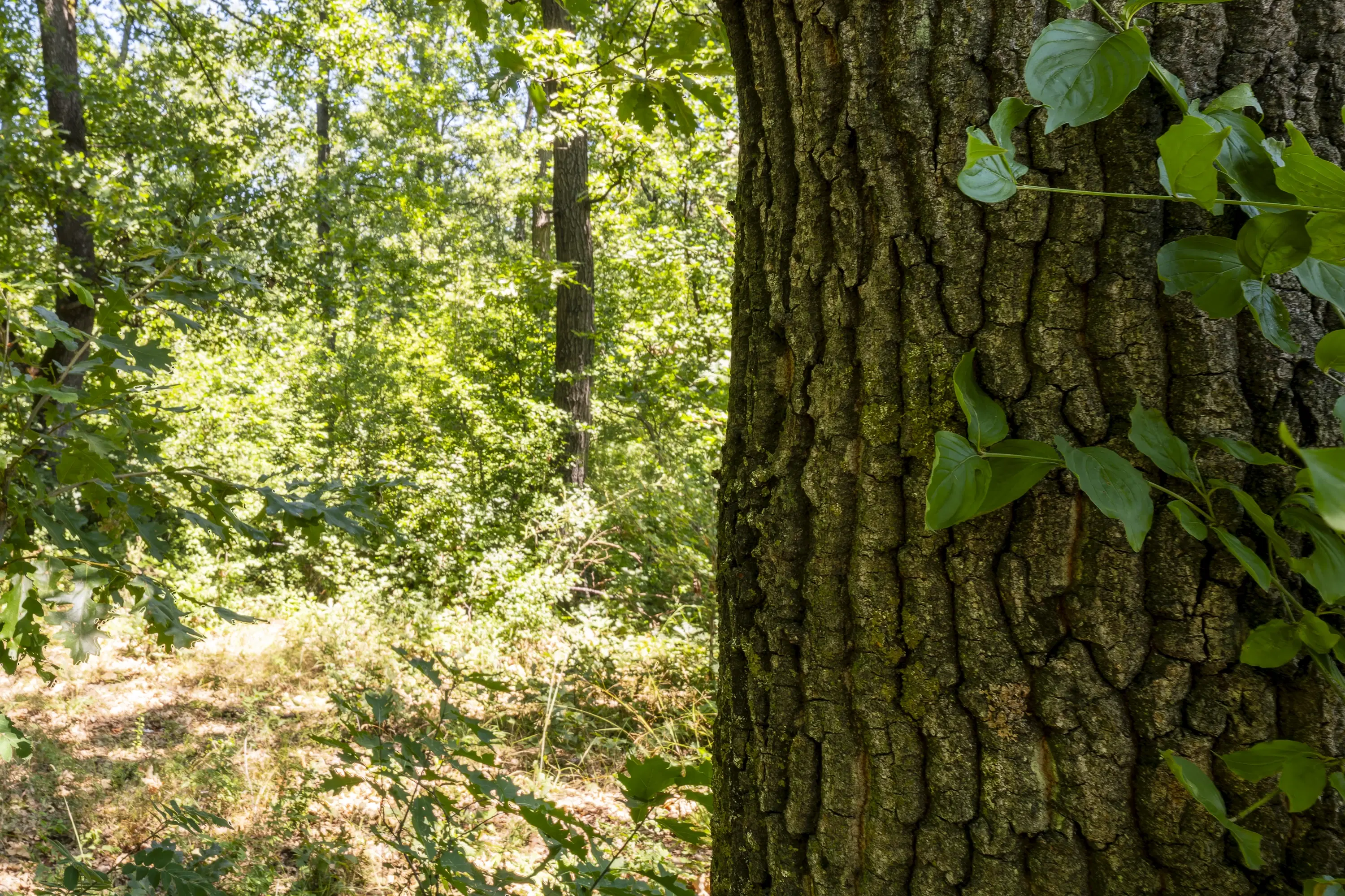 12.010 m² bosgrond in de regio Vidin - Bulgarije