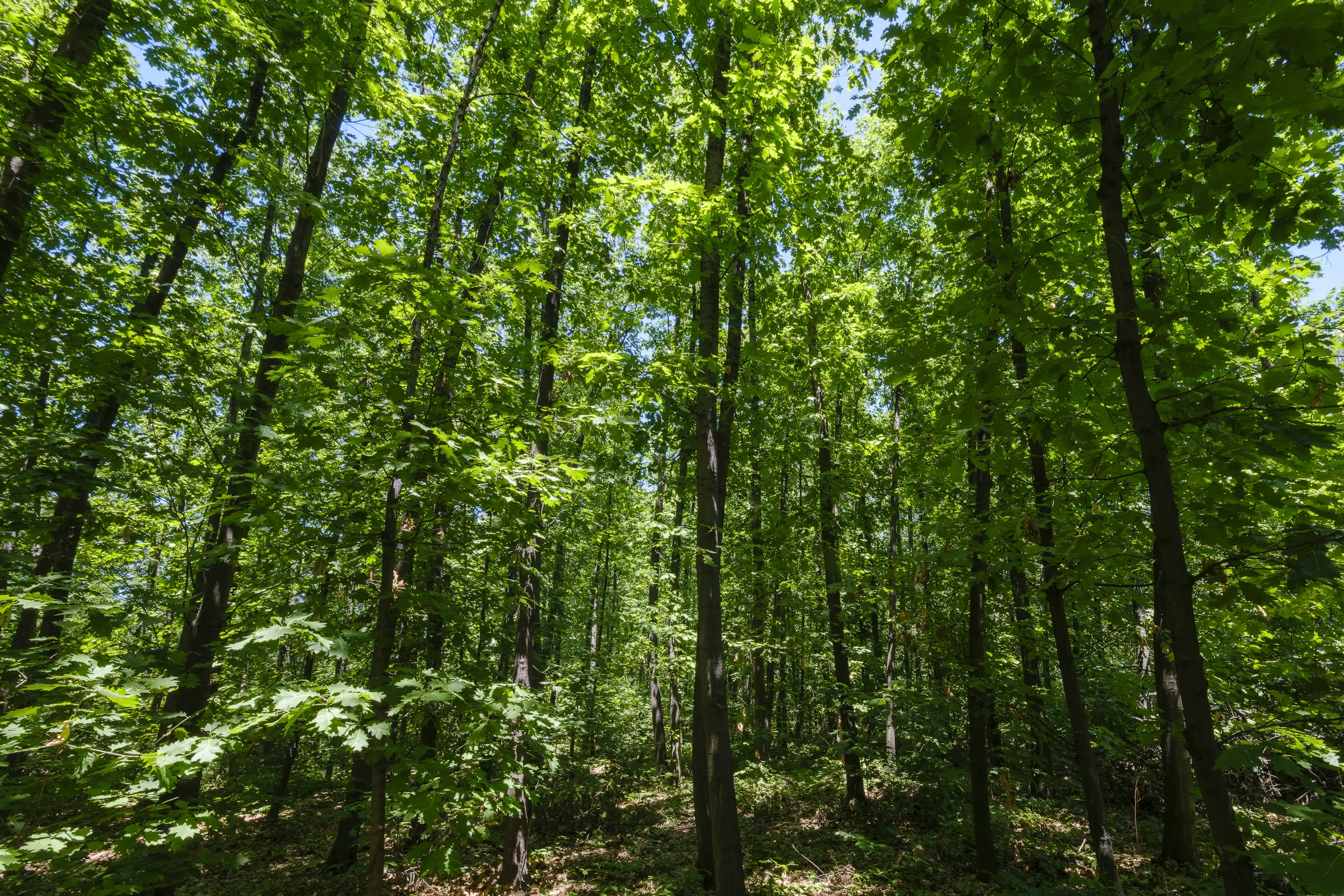 12.010 m² bosgrond in de regio Vidin - Bulgarije