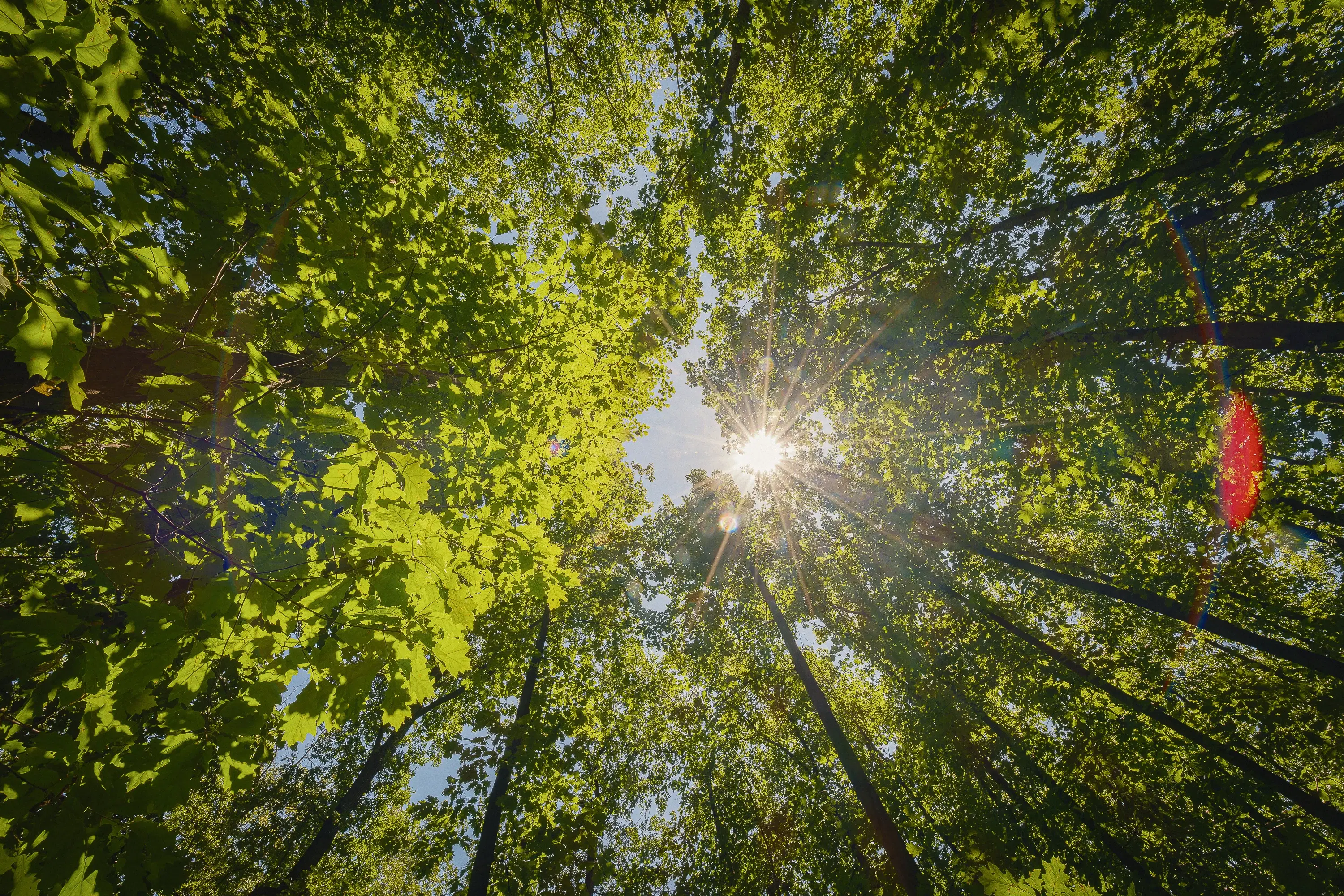 12.010 m² bosgrond in de regio Vidin - Bulgarije