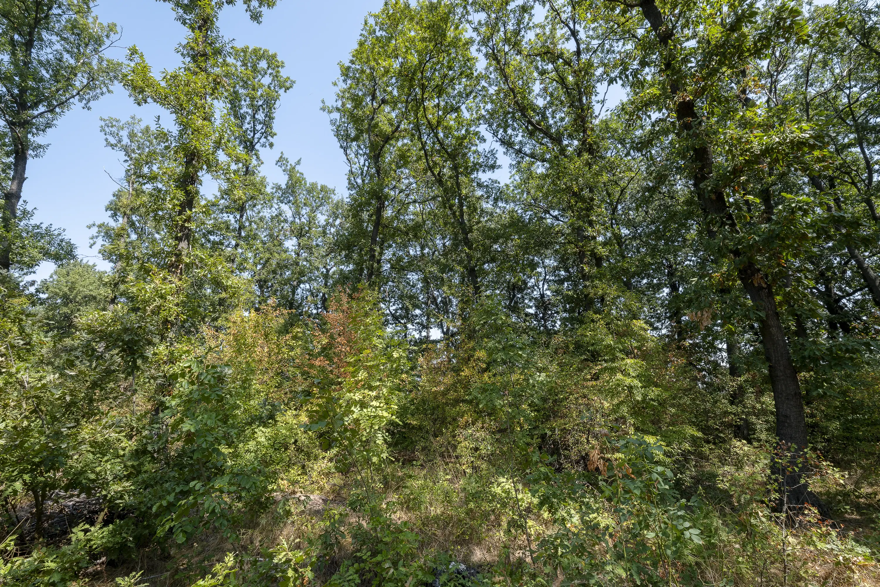 12.010 m² bosgrond in de regio Vidin - Bulgarije