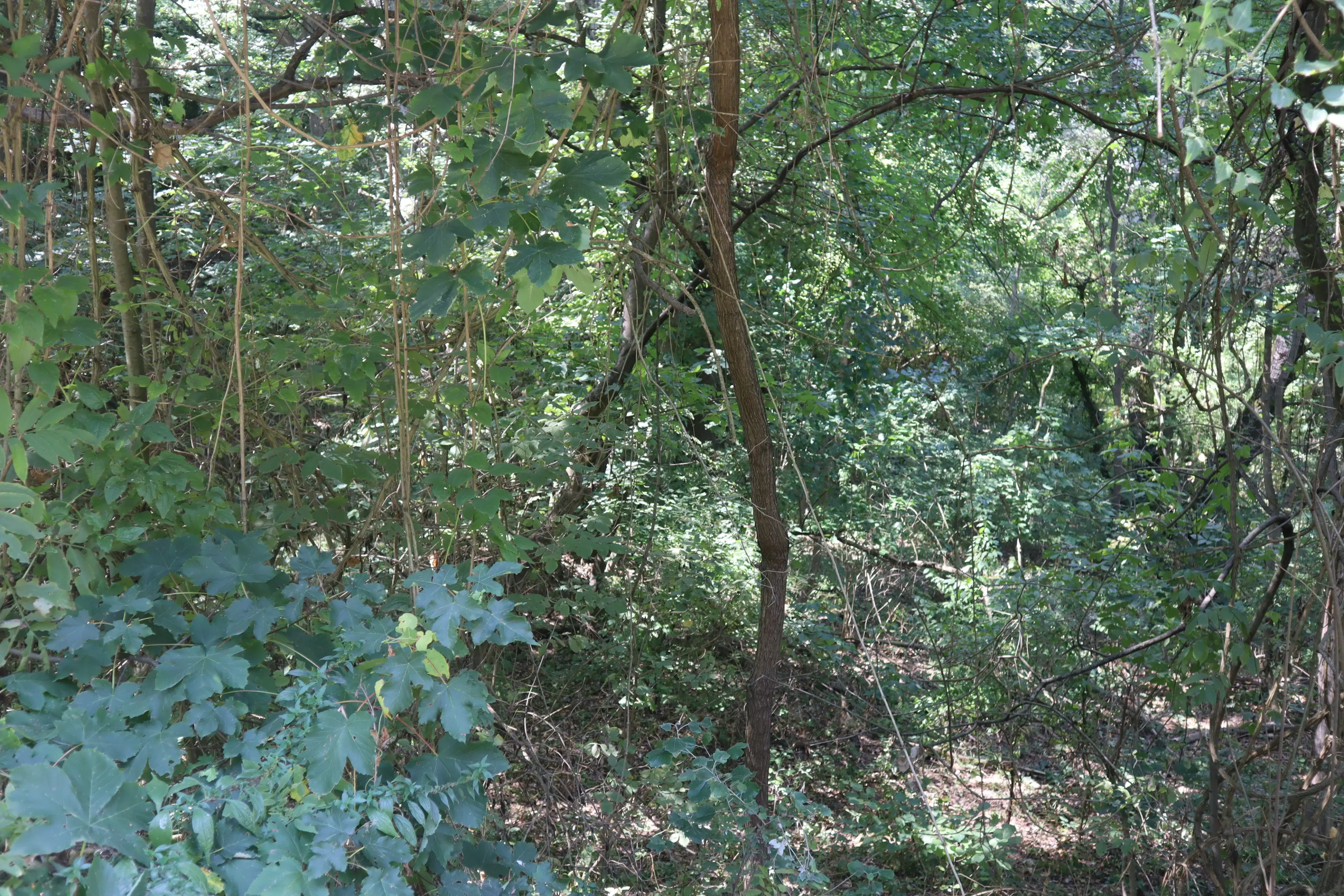 Bosgrond 30.194 m² - Investering & Natuurverblijf, Regio Troyan - Bulgarije