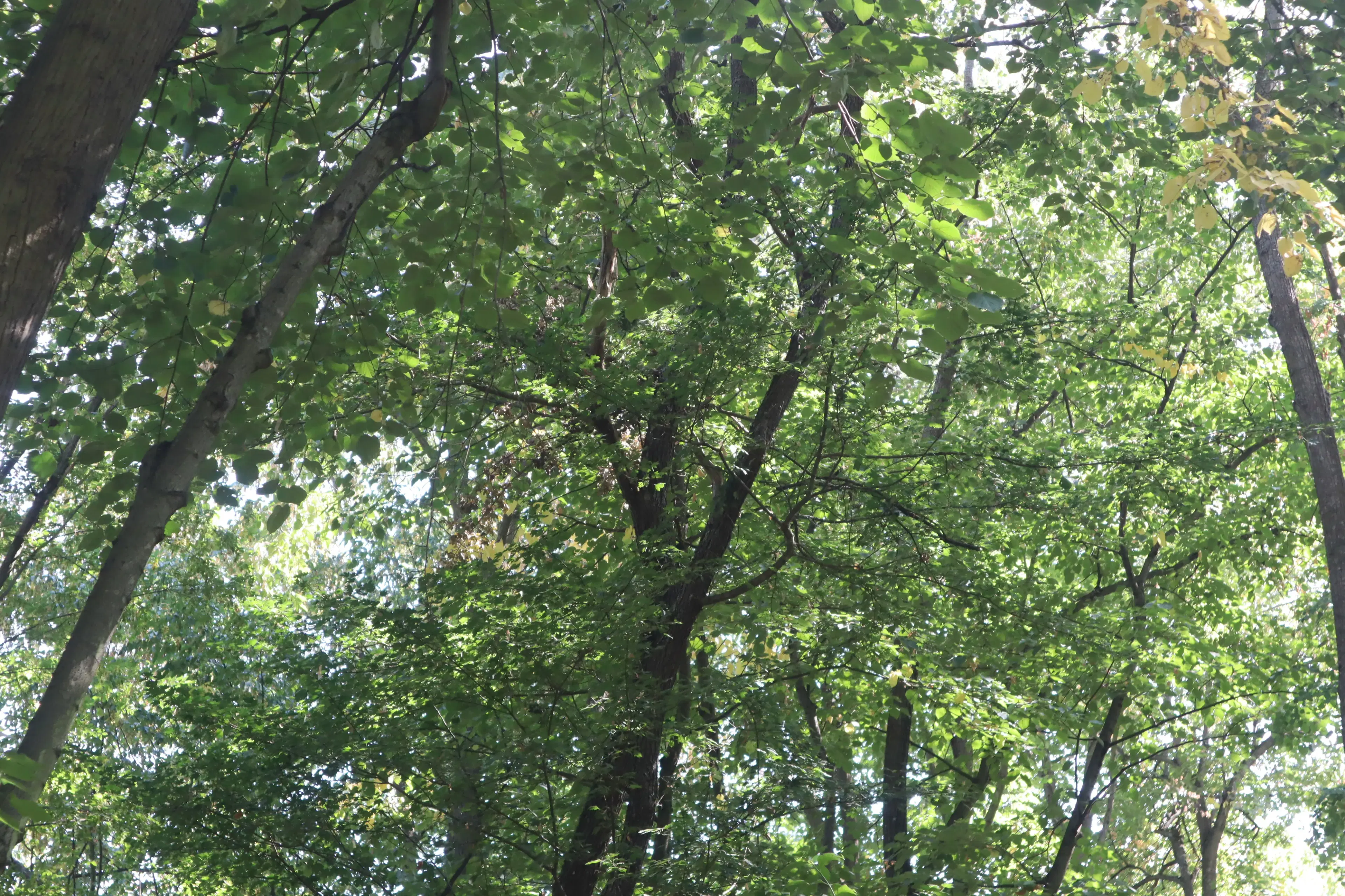 Bosgrond 30.194 m² - Investering & Natuurverblijf, Regio Troyan - Bulgarije