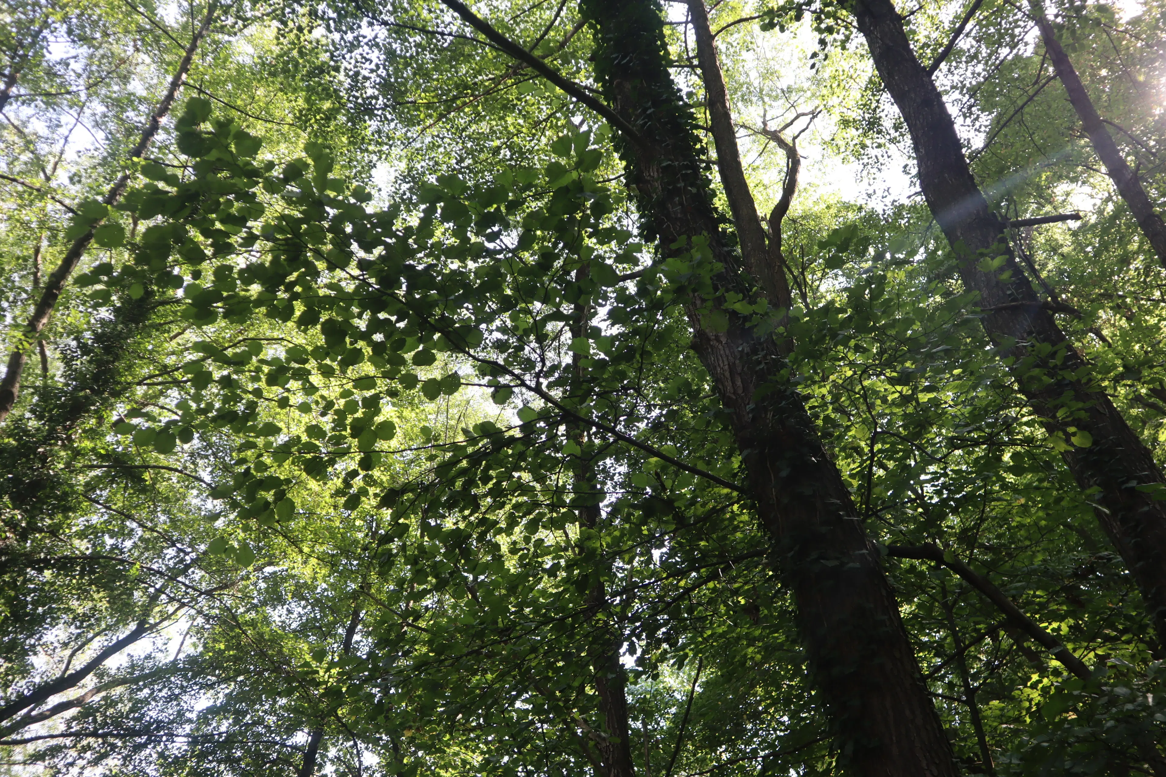 24.907 m² bosgrond in de regio Vidin - Bulgarije