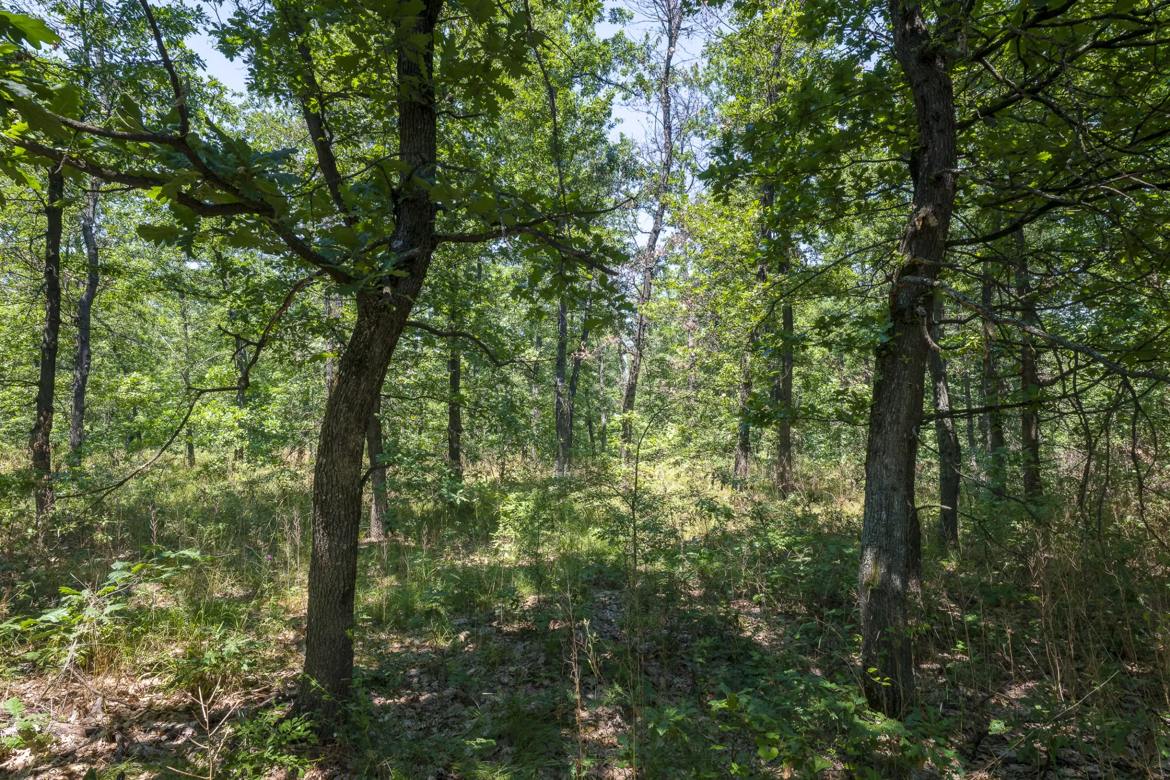 28.886 m² gemengd loofbos in de regio Vidin - Bulgarije
