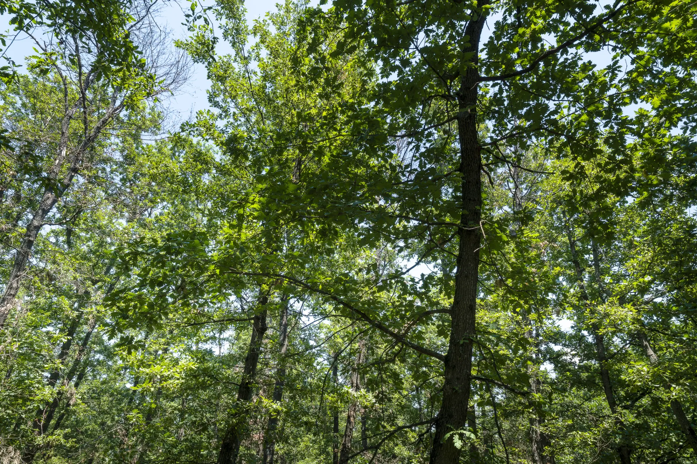 28.886 m² gemengd loofbos in de regio Vidin - Bulgarije