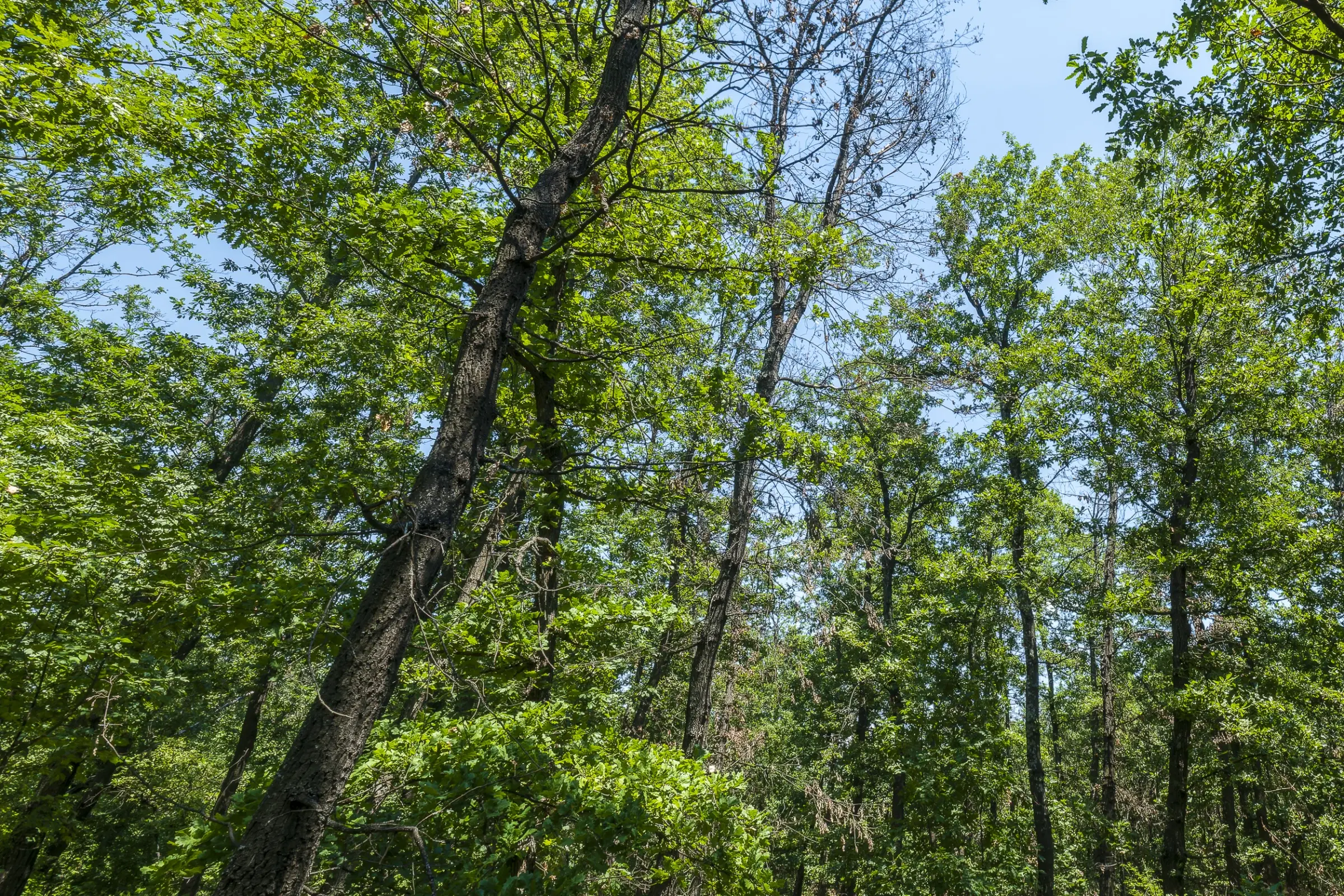 28.886 m² gemengd loofbos in de regio Vidin - Bulgarije