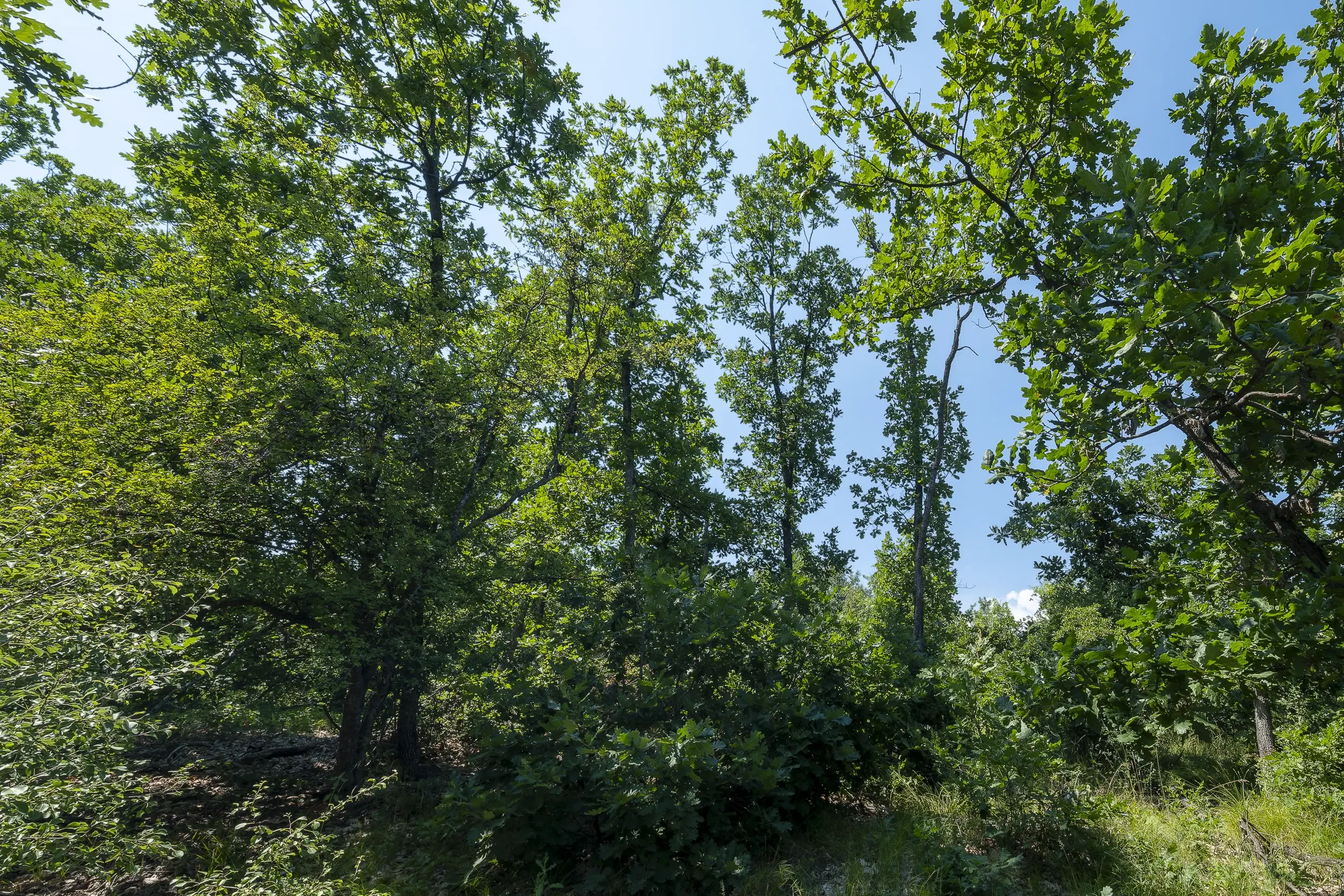 23.204 m² gemengd loofbos in Bela, Belogradchik - Bulgarije