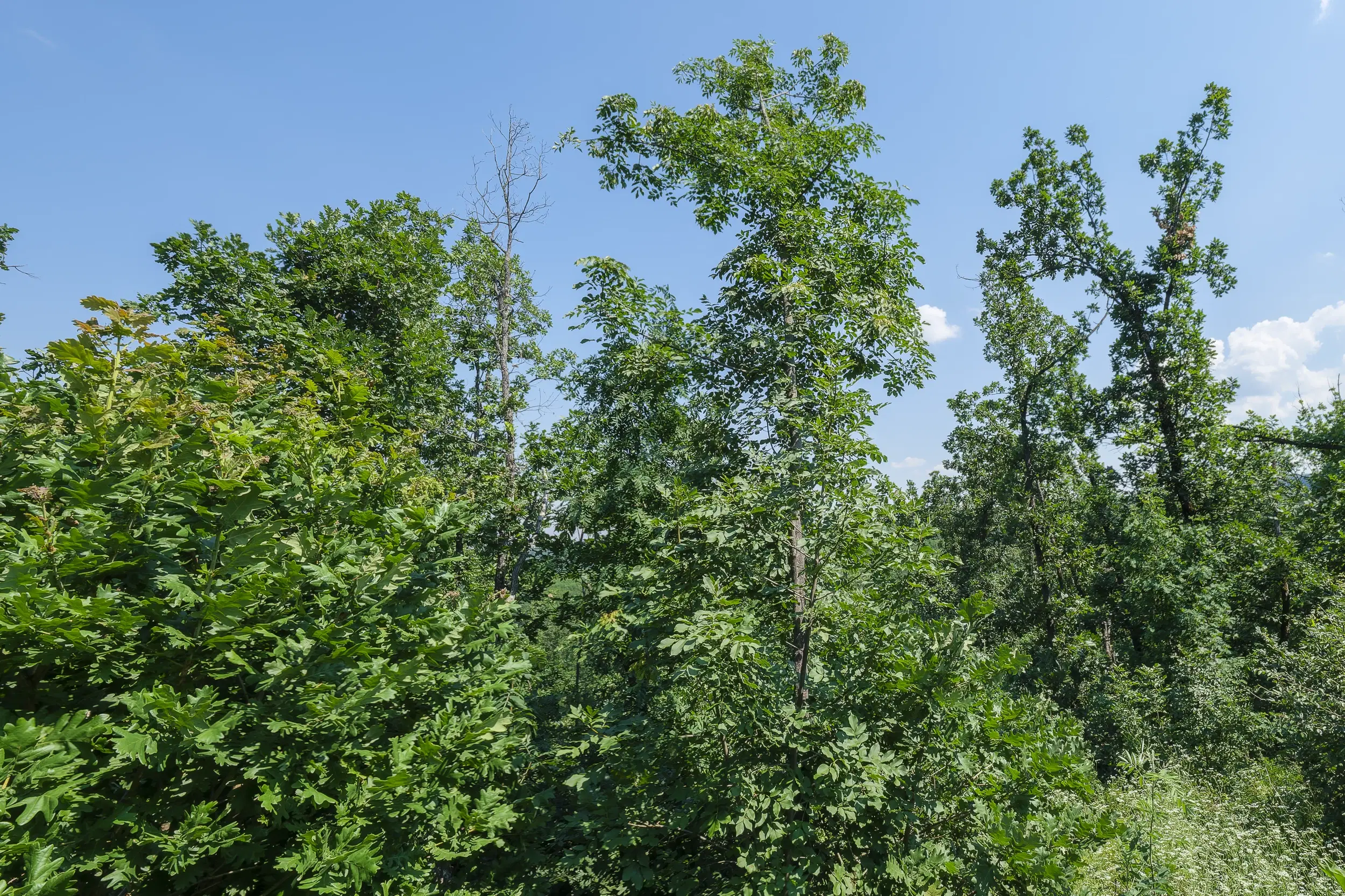 23.204 m² gemengd loofbos in Bela, Belogradchik - Bulgarije
