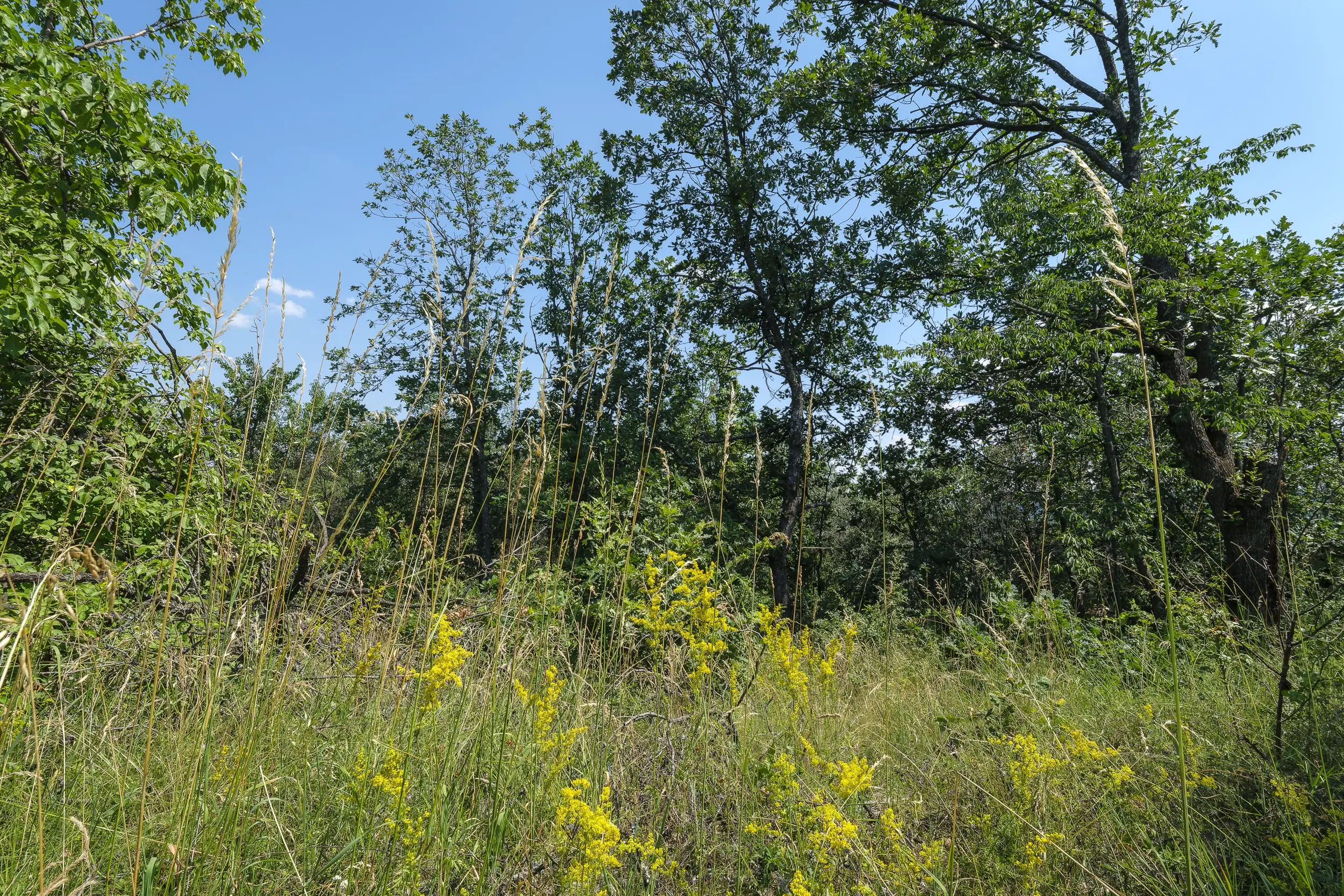 23.204 m² gemengd loofbos in Bela, Belogradchik - Bulgarije