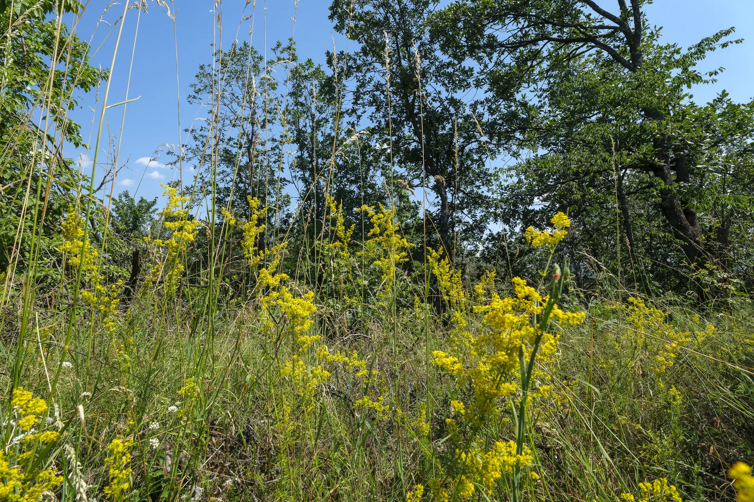 23.204 m² gemengd loofbos in Bela, Belogradchik - Bulgarije