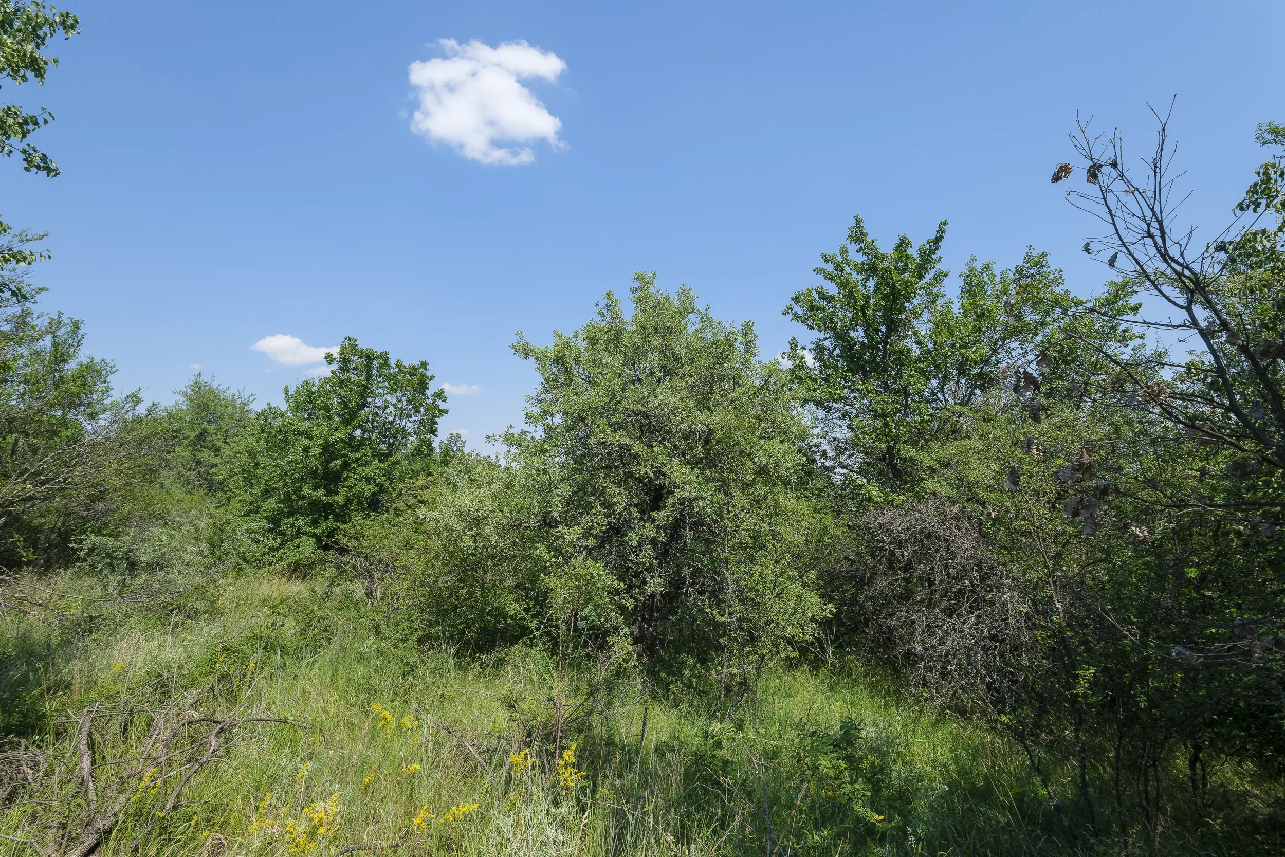 23.204 m² gemengd loofbos in Bela, Belogradchik - Bulgarije