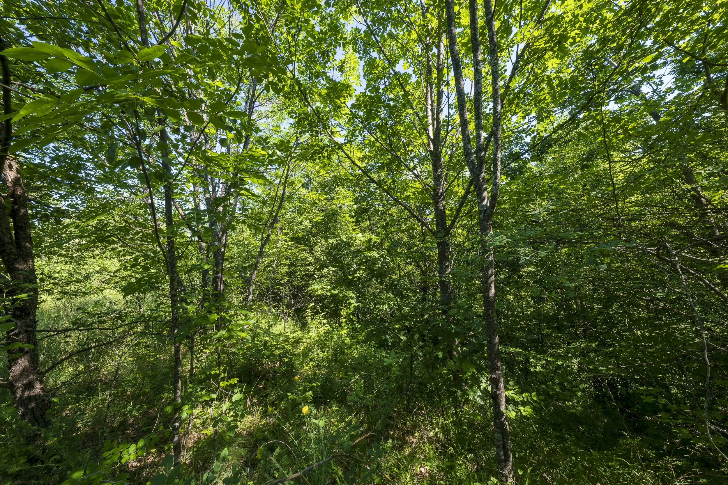 21.902 m² gemengd loofbos in Belogradchik - Bulgarije