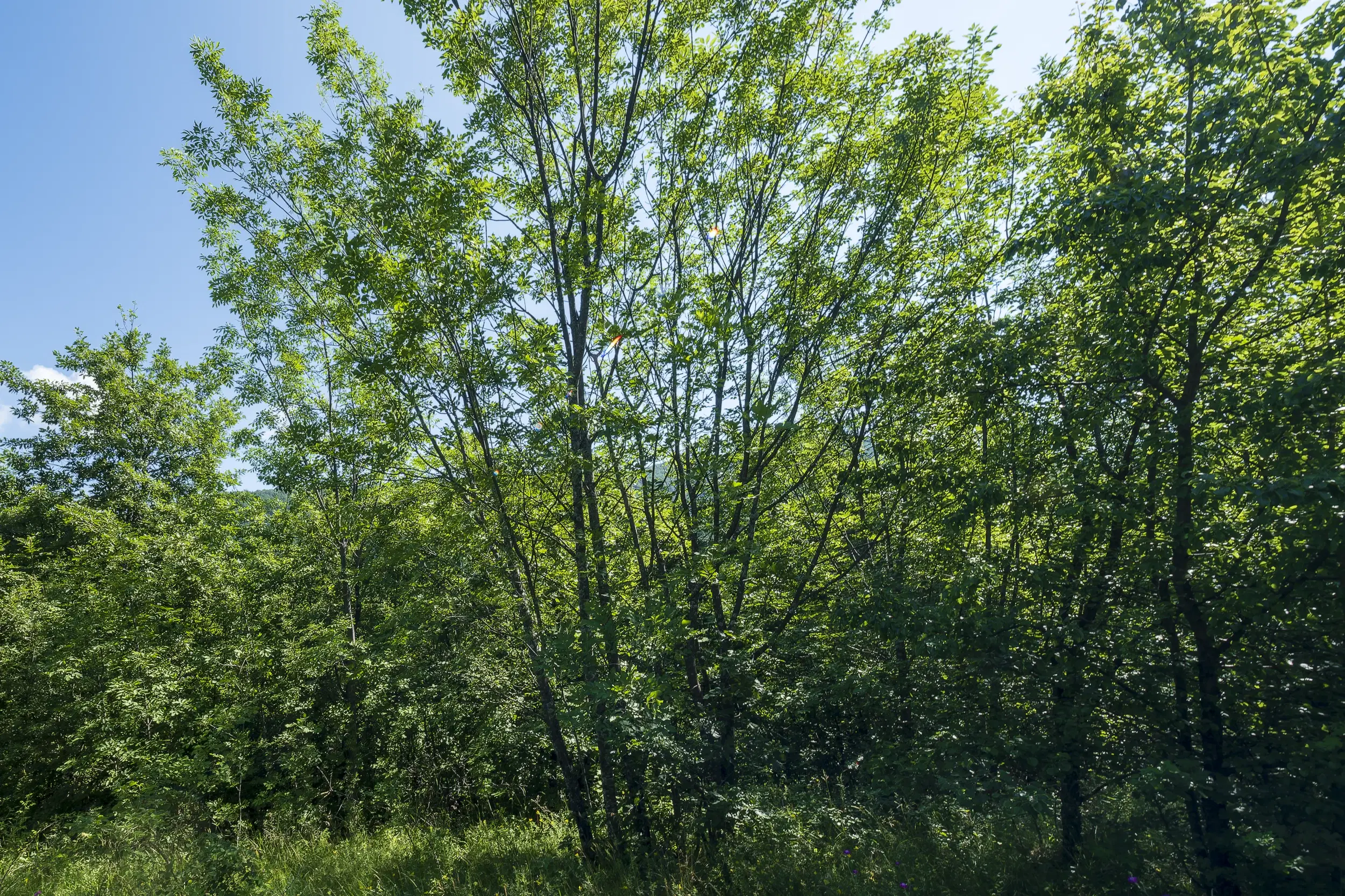 21.902 m² gemengd loofbos in Belogradchik - Bulgarije