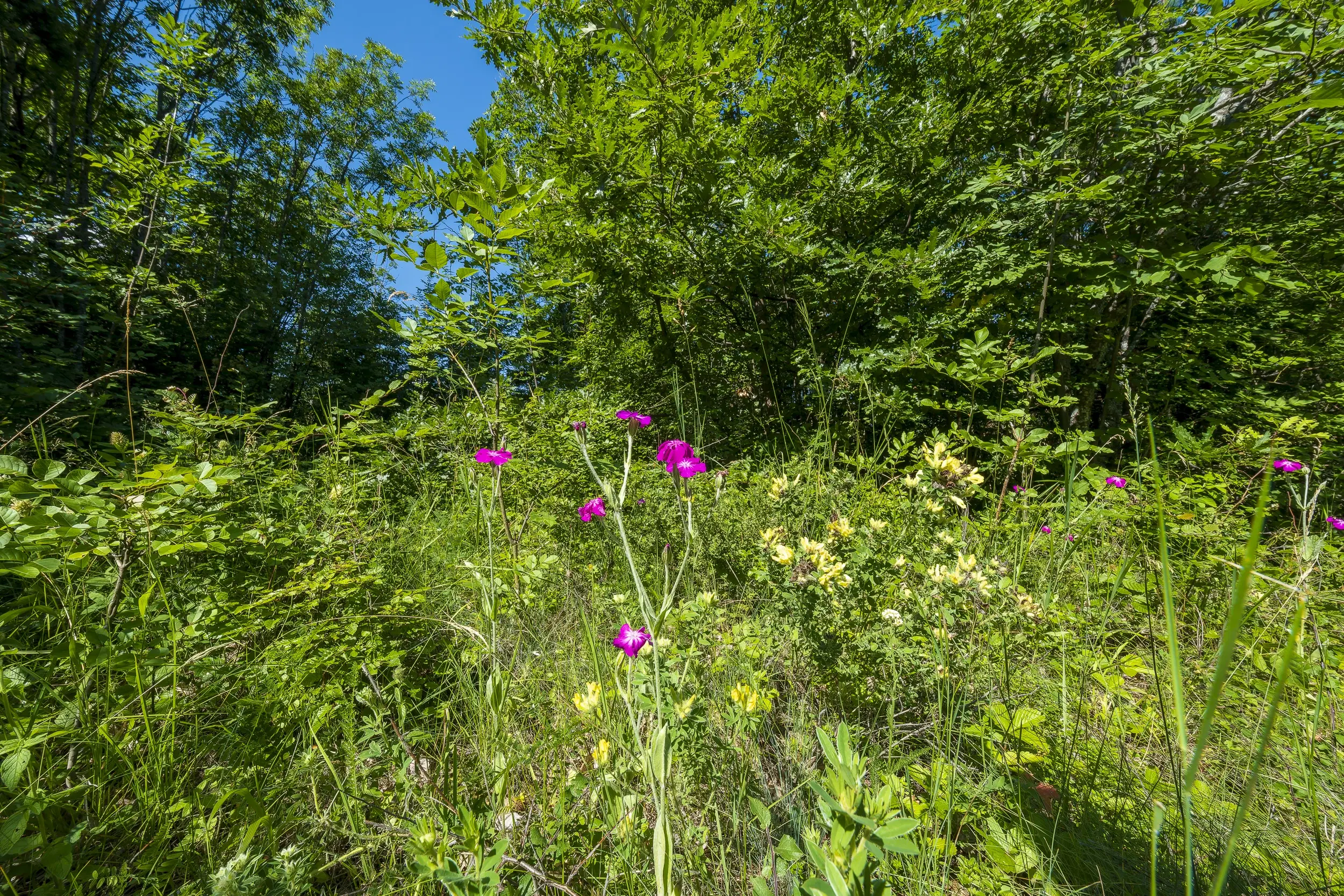 21.902 m² gemengd loofbos in Belogradchik - Bulgarije