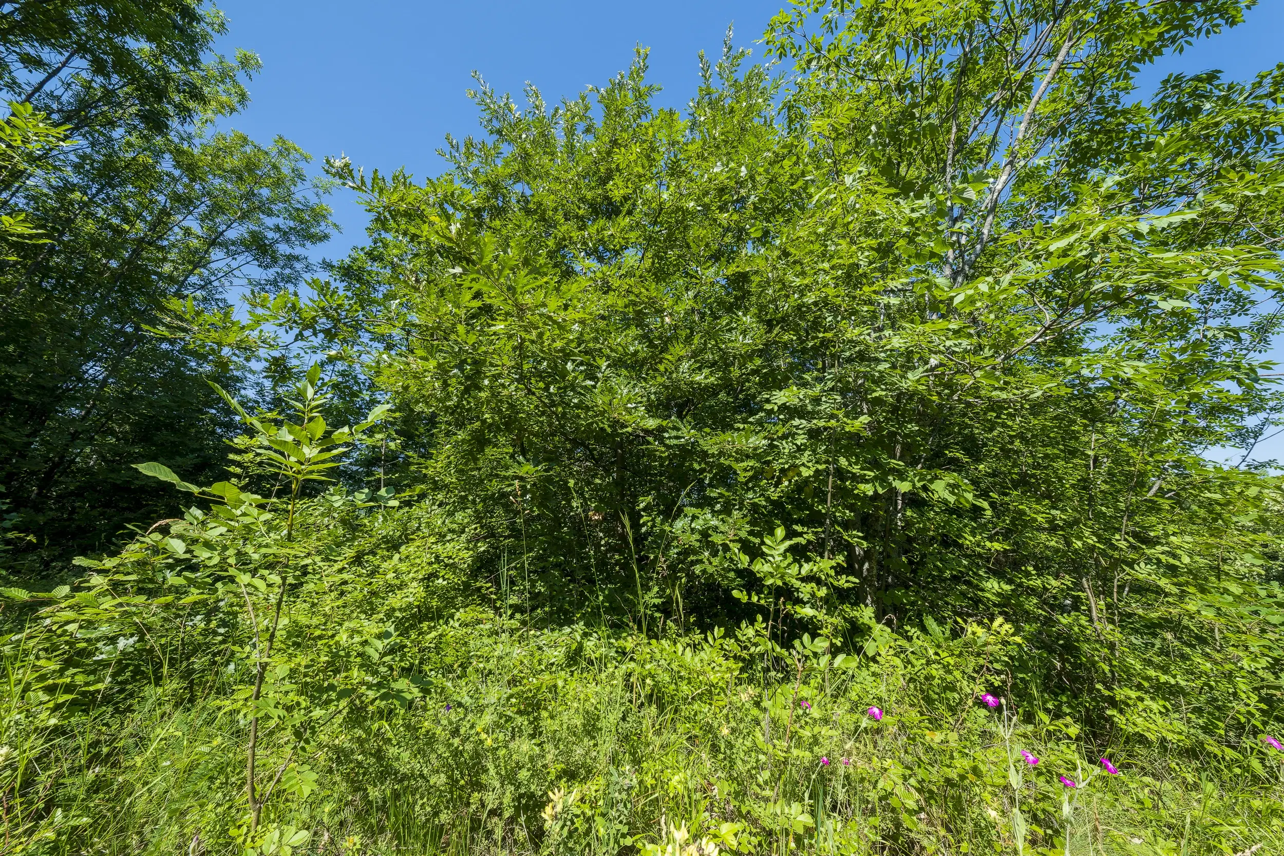 21.902 m² gemengd loofbos in Belogradchik - Bulgarije