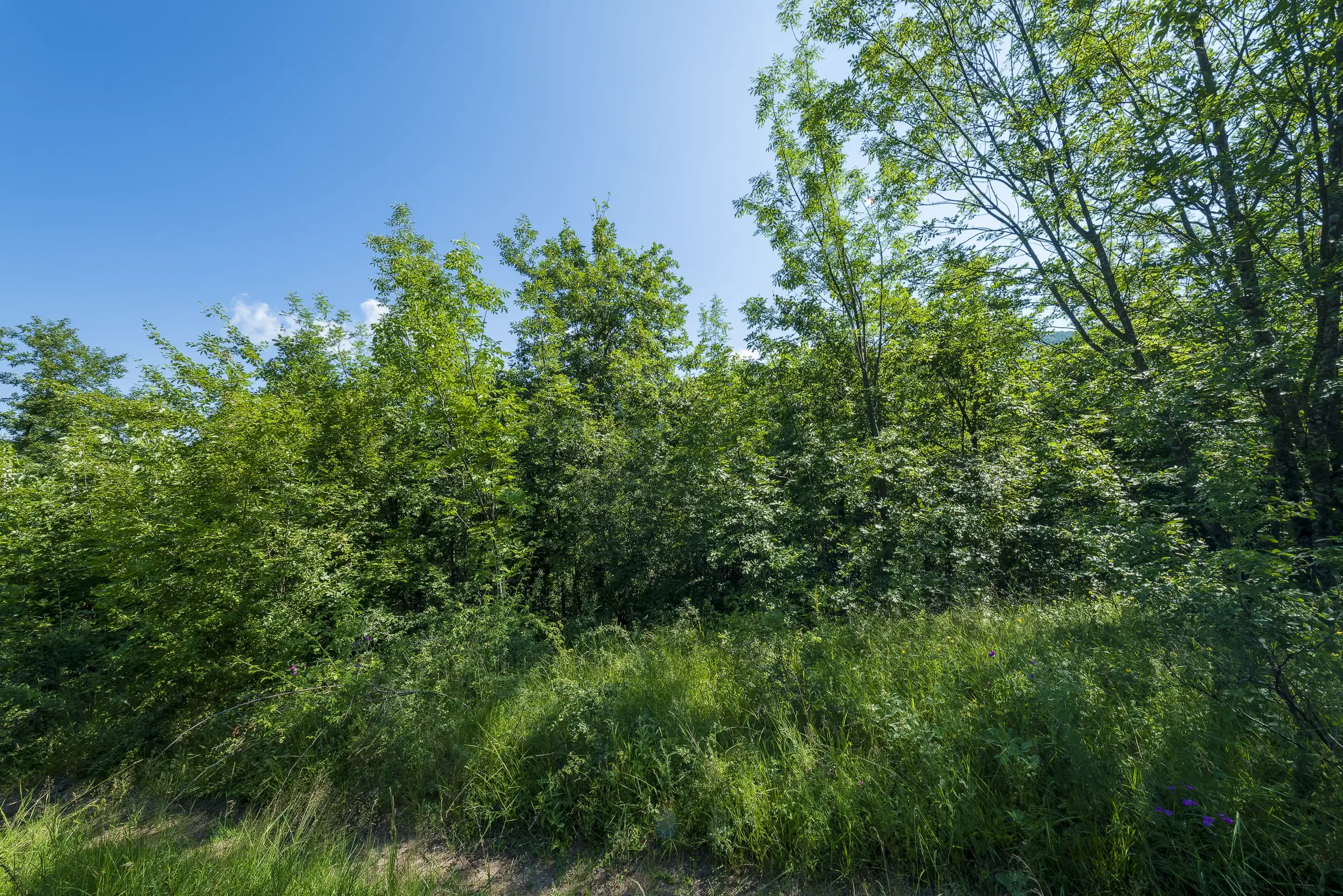 21.902 m² gemengd loofbos in Belogradchik - Bulgarije