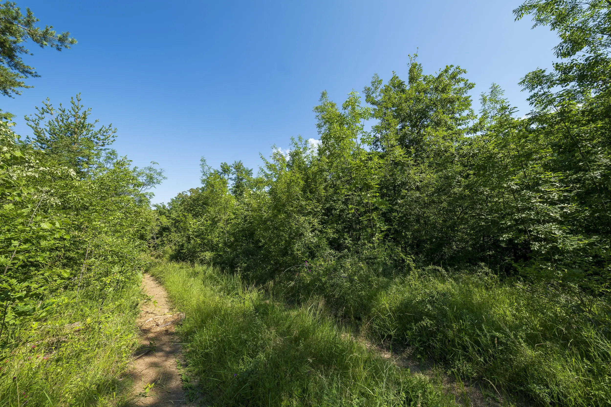 21.902 m² gemengd loofbos in Belogradchik - Bulgarije