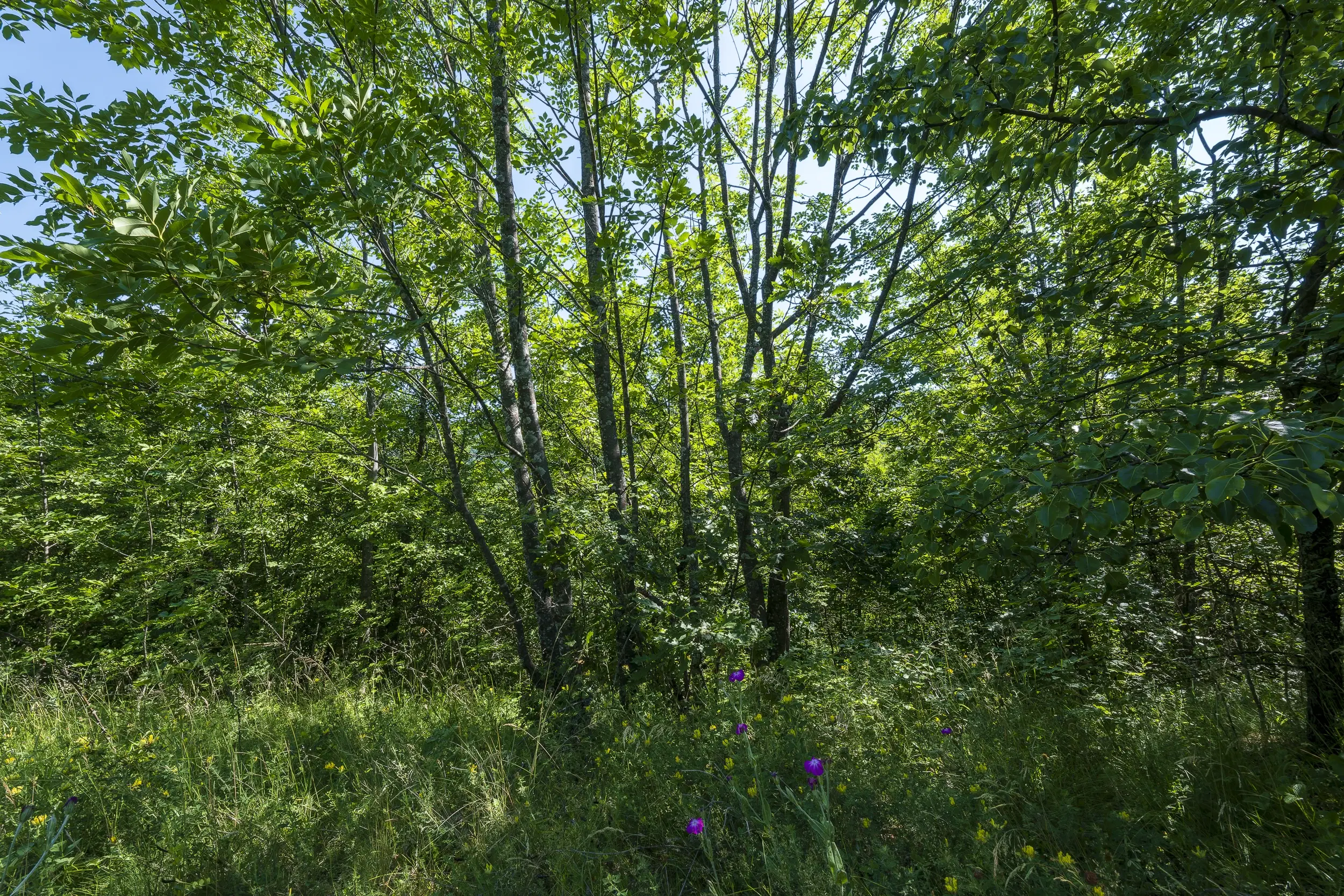 21.902 m² gemengd loofbos in Belogradchik - Bulgarije