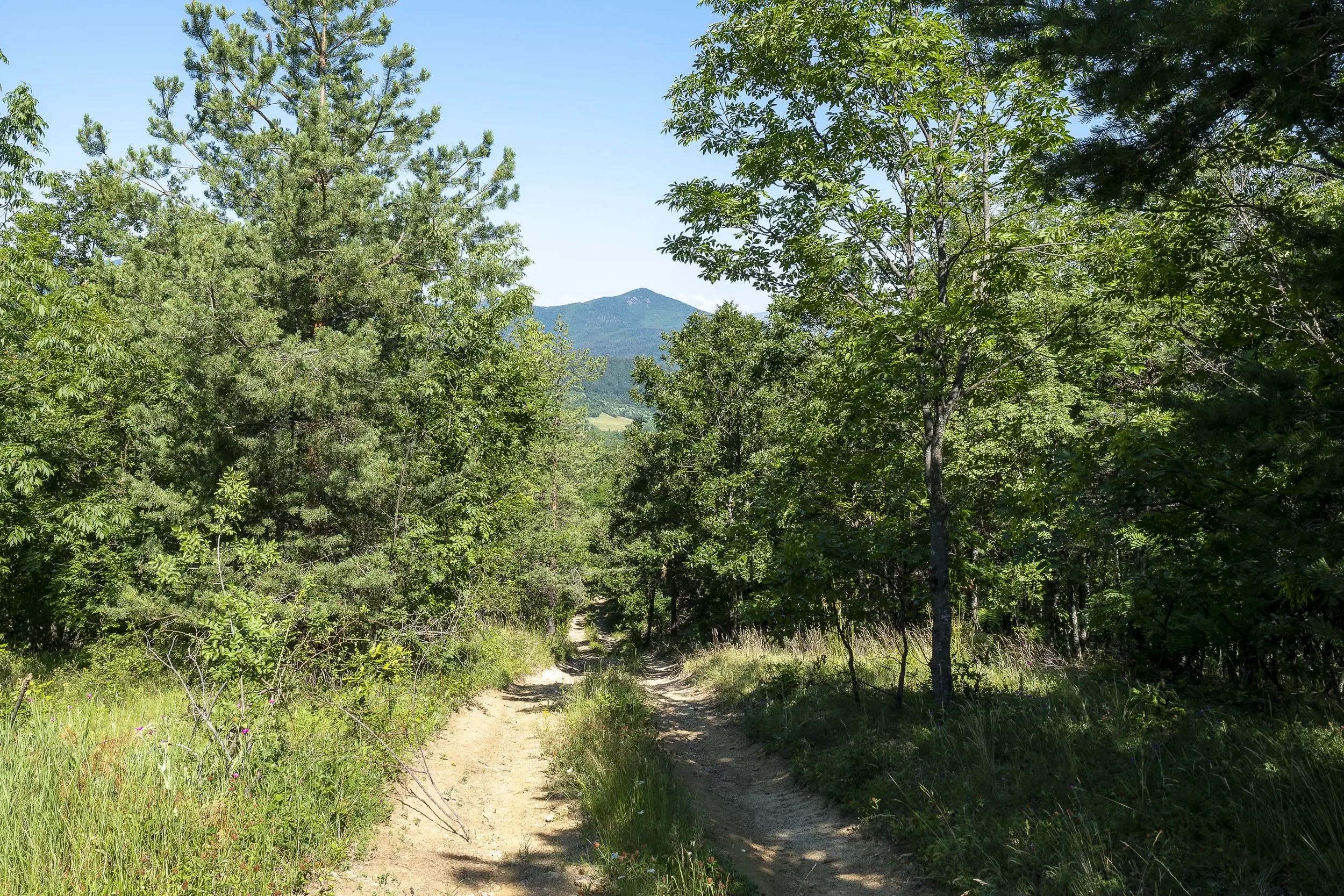 21.902 m² gemengd loofbos in Belogradchik - Bulgarije