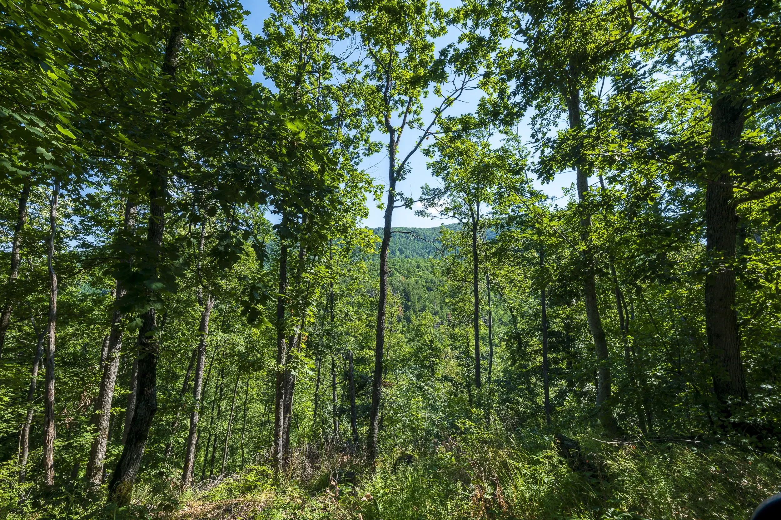 21.902 m² gemengd loofbos in Belogradchik - Bulgarije