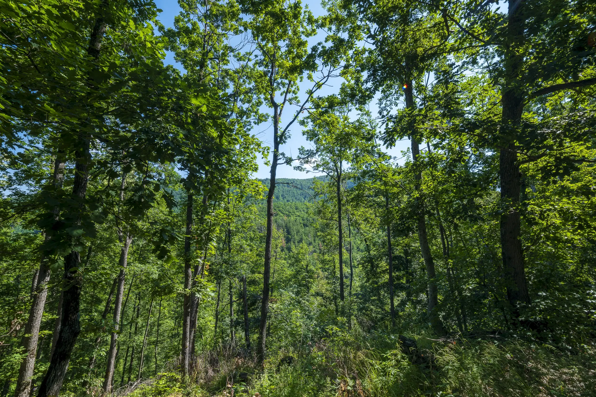 21.902 m² gemengd loofbos in Belogradchik - Bulgarije